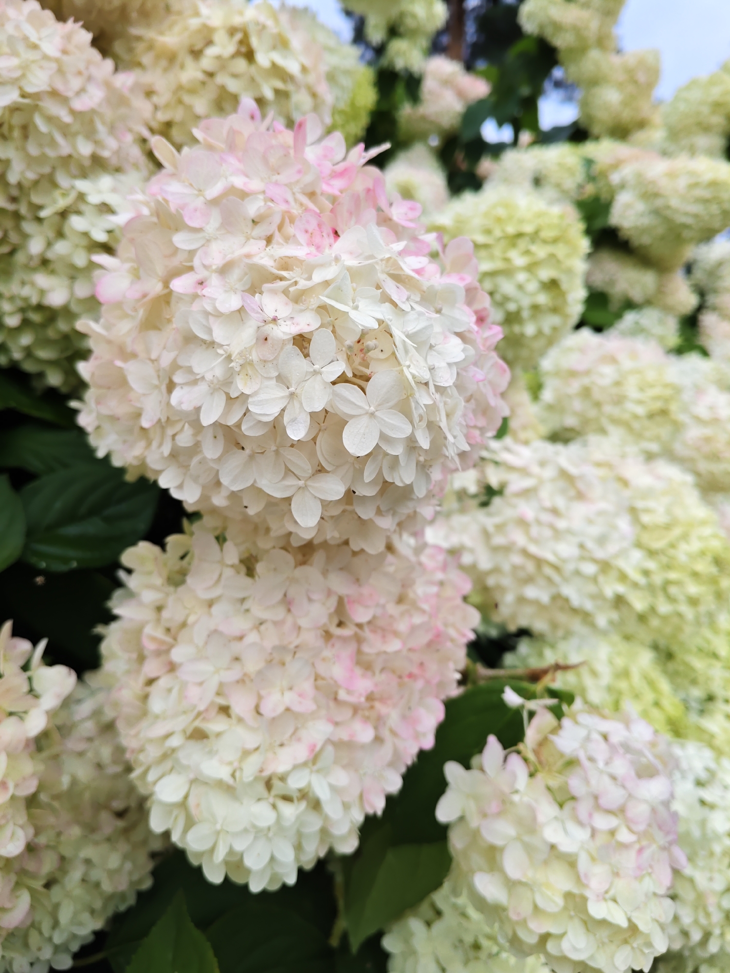 The image shows a close-up view of blooming hydrangeas, likely in the city of Sosnovka, Russia, given the context. The flowers are predominantly white with subtle hints of pink, clustered in large, cone-shaped inflorescences. Some of the flowers appear to have dew drops on their petals, suggesting a recent watering or morning moisture. The background is softly blurred, revealing more hydrangea clusters and dark green foliage, with a hint of tree branches and a pale blue sky peeking through at the top. The lighting suggests an outdoor setting, possibly a garden or park. There are no people or specific actions depicted, the focus is solely on the natural beauty of the flowers.