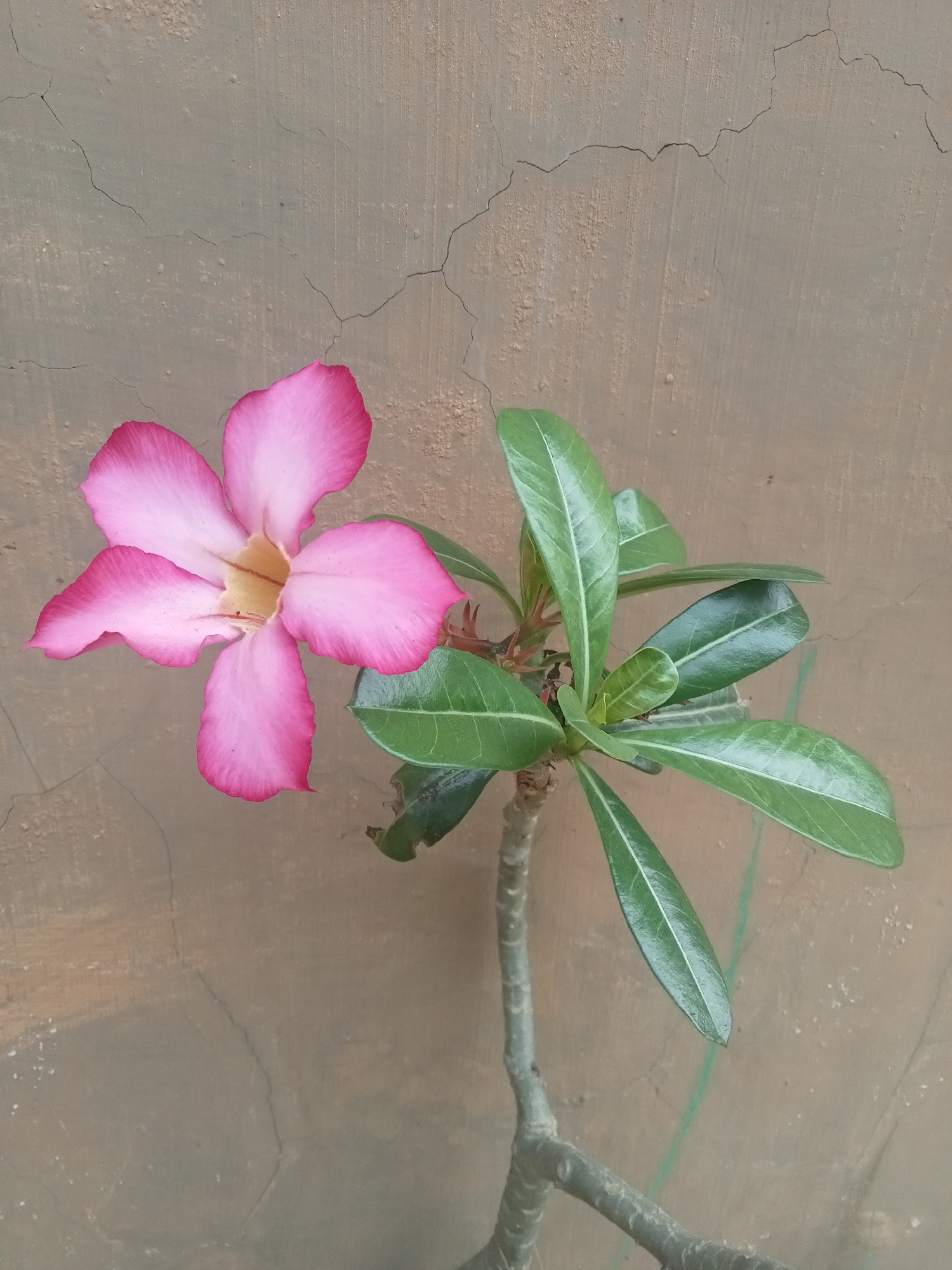 An image shows a single pink Adenium flower with five petals, its center a pale yellow. The flower is on the left side of the frame, with its stem and several green, glossy leaves to its right. The plant is set against a textured, light brown wall with visible cracks. The scene appears to be outdoors, possibly in a residential area or garden, which is common in cities like Malang, Indonesia. The lighting suggests it is daytime.