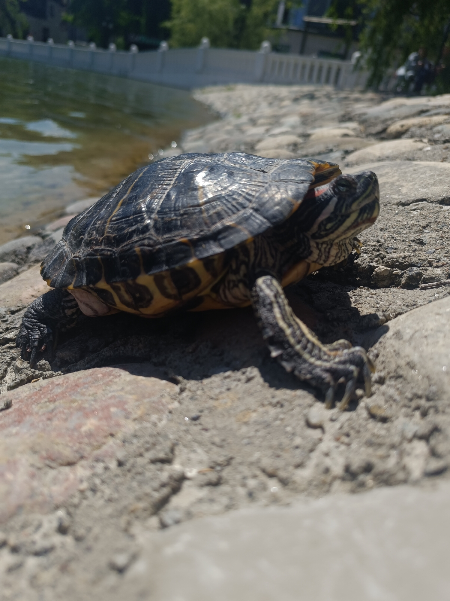 An adult Red-eared Slider turtle is positioned on a paved, rocky shoreline next to a body of water. The turtle's shell is dark with yellow and green markings. Its head is turned to the right, revealing yellow and red stripes on its face. One front leg is extended forward, showing claws. The background shows a calm body of water with a wall or embankment and greenery, suggesting an urban park or landscaped area.