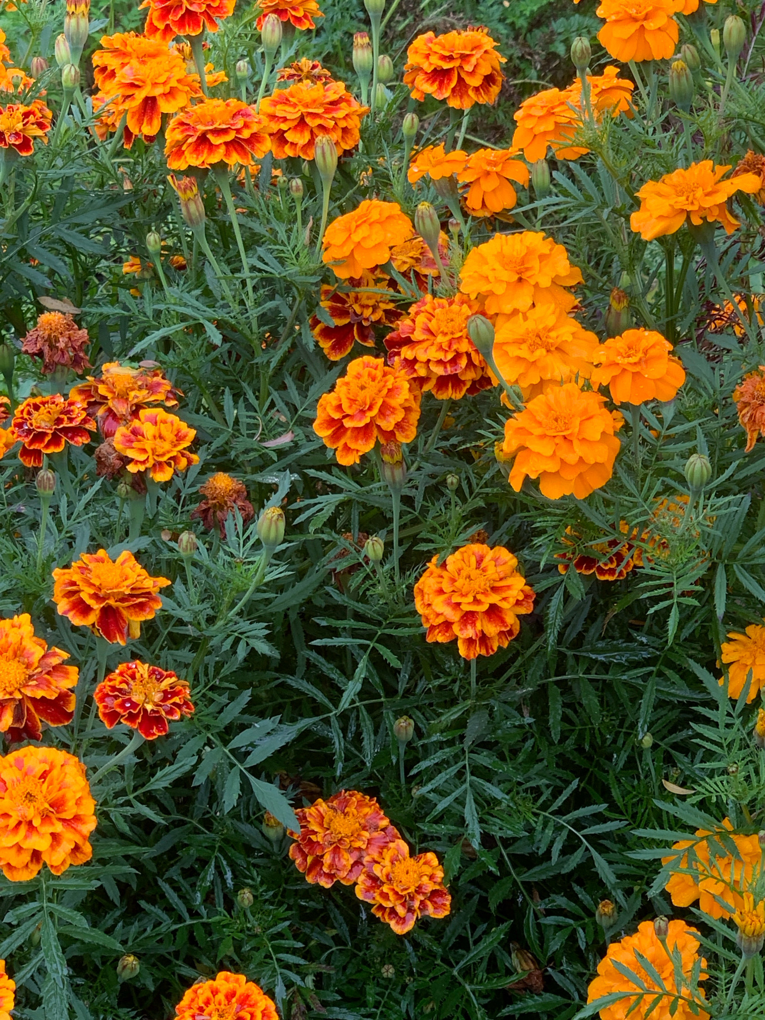 The image shows a dense bed of vibrant orange and red marigolds in full bloom. The flowers are of various sizes and stages of development, with some fully open and others in bud form. They are surrounded by lush, dark green foliage, which appears slightly wet, suggesting recent rain or dew. The overall impression is one of natural beauty and abundance. The image does not contain any people or buildings, and therefore it is not possible to determine its specific location within Novostroika, Russia.