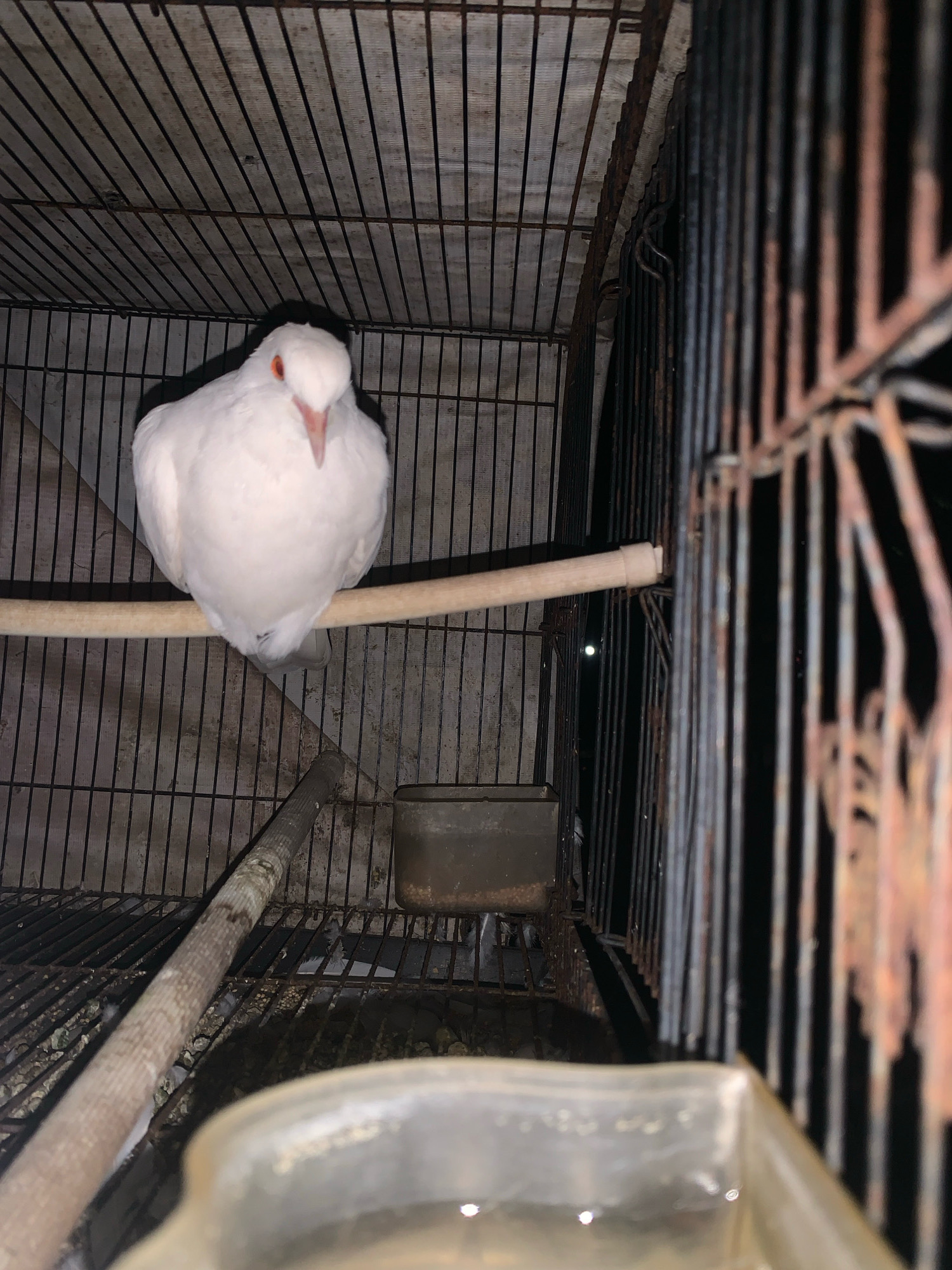 A white dove with orange eyes is perched on a wooden perch inside a rustic birdcage. The cage has a wire mesh construction, with visible rust on some of the bars, suggesting it is old and exposed to the elements. A feeding bowl is visible at the bottom of the cage. The background of the cage appears to be made of rough wooden planks. The lighting in the image is dim, casting shadows and highlighting the texture of the cage and the bird's feathers. The scene is likely located in Sidoarjo, Indonesia, given the context provided, and suggests a domestic setting where the dove is kept as a pet or for other purposes.