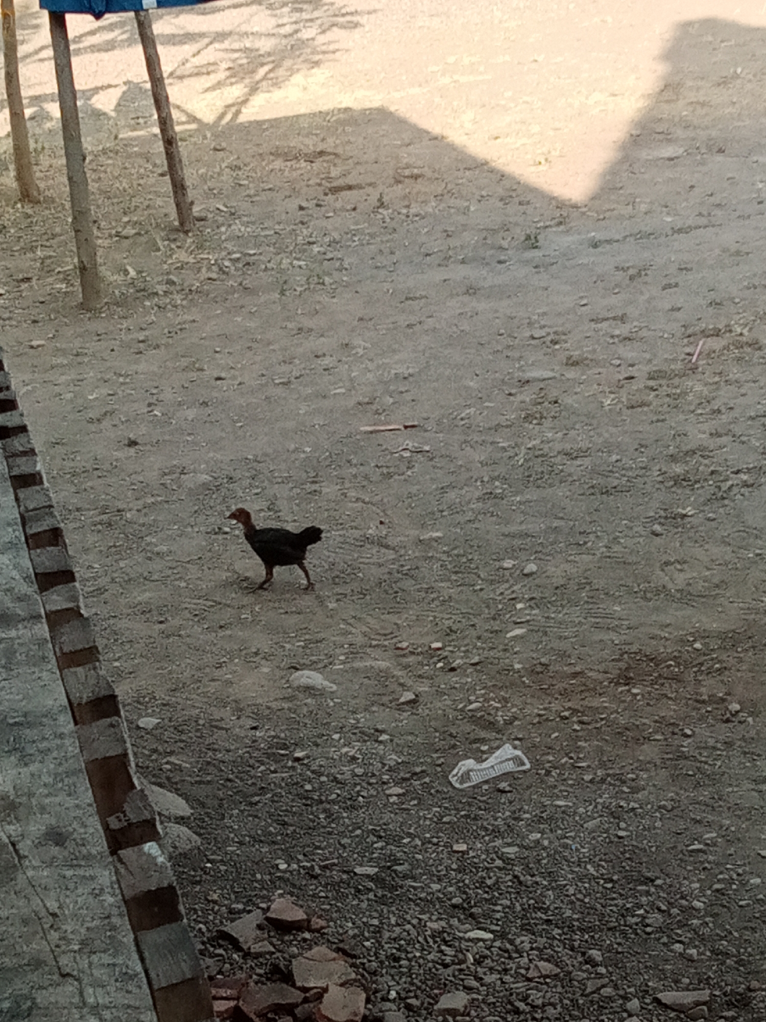 A single, dark-colored chicken with a red comb walks on a dirt and gravel ground in Trebungan, Indonesia. The chicken is positioned in the center of the frame, facing right. To the left of the chicken, a portion of a rustic wooden structure, possibly part of a building or fence, is visible, with a rough, textured surface. In the background, several wooden poles or posts are present, casting shadows on the ground, which also has scattered rocks and debris, including a crumpled white plastic object. The overall environment appears to be an outdoor area, likely in a rural or semi-rural setting.