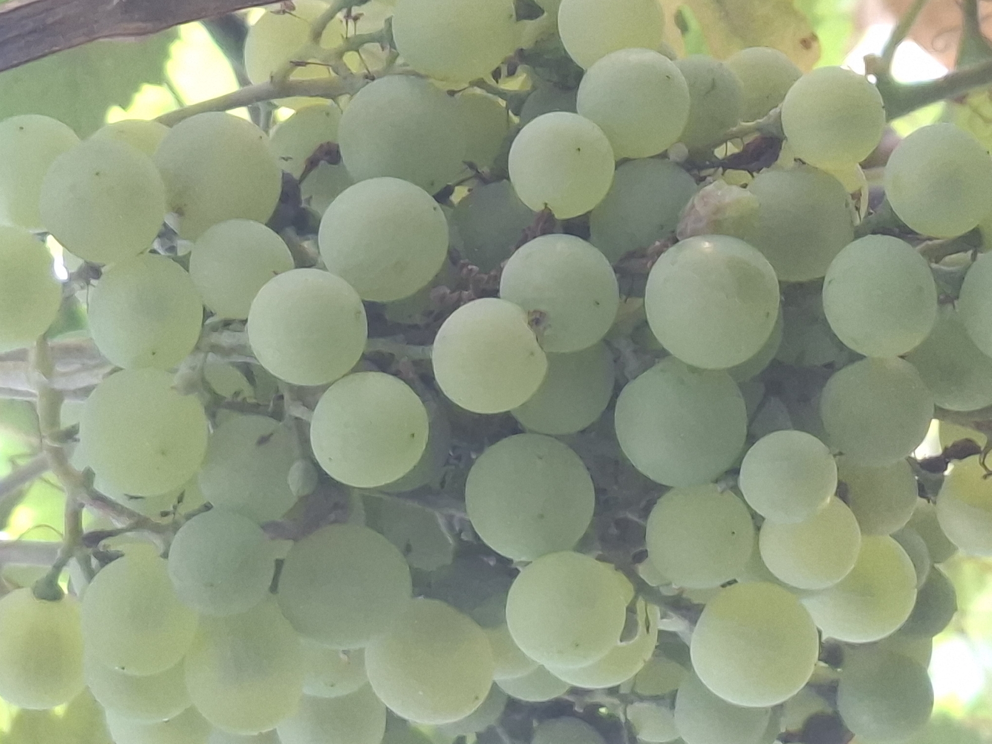 A close-up, vertical, eye-level shot shows a cluster of light green grapes on a vine. The grapes are spherical, with a smooth skin and varying degrees of ripeness, some appearing lighter and more translucent than others. They are densely packed together, with some individual grapes overlapping. The vine itself is visible, with thin, brown branches connecting the grapes. The background is softly blurred, with hints of green foliage and a bright, diffused light, suggesting an outdoor setting. The overall impression is one of freshness and natural growth. The image does not contain any information to determine its location in the city of Almaty, Kazakhstan, nor does it depict any people, actions, or interactions.
