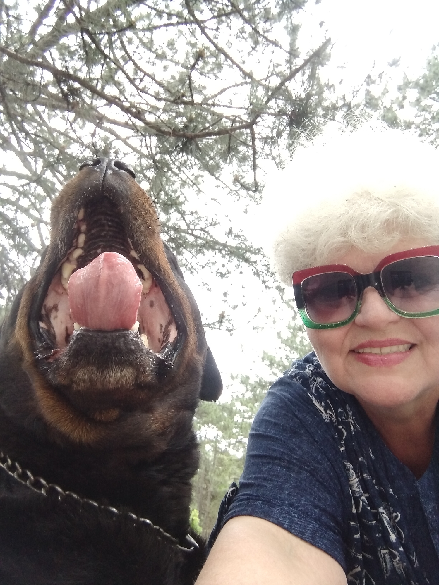 An eye-level outdoor selfie captures a woman and a dog. The woman, positioned on the right side of the frame, has short, curly white hair and is smiling broadly. She wears oversized sunglasses with distinct red, black, and green frames, which reflect the bright sky. Her lips are a light pink. She is dressed in a dark blue short-sleeved top, possibly with a patterned scarf or design around the neckline.
To her left, a large, dark-furred dog, likely a Rottweiler, looks upwards with its mouth wide open, revealing its large pink tongue, gums, and sharp white teeth. A metal chain collar is visible around its neck. The dog's expression is lively, possibly captured mid-pant or during a bark.
The background consists of a bright, overcast sky, partially obscured by a network of bare or sparsely foliated tree branches, indicating an outdoor setting during daylight. The soft, diffused lighting suggests an overcast day. No specific location identifiers or visible text are present. The image conveys a cheerful interaction between the woman and her pet.