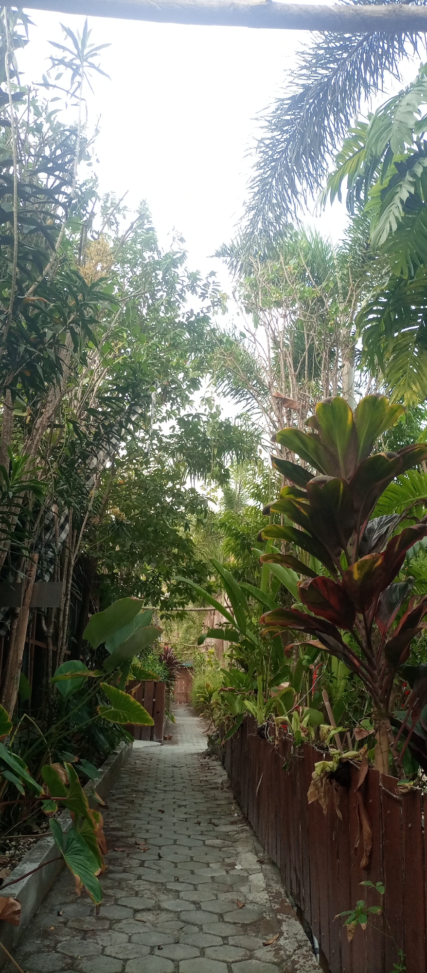 A narrow, hexagonal-paver walkway leads through a lush, green garden environment in Kedewan, Indonesia. The path is bordered on the left by a low concrete edge with large, glossy green leaves of plants spilling over it. On the right, a weathered wooden fence runs parallel to the walkway, supporting an array of plants with dried leaves and some green foliage. Overhanging trees and foliage on both sides create a canopy effect, with the bright sky visible through the dense greenery. The overall scene evokes a sense of tropical tranquility.