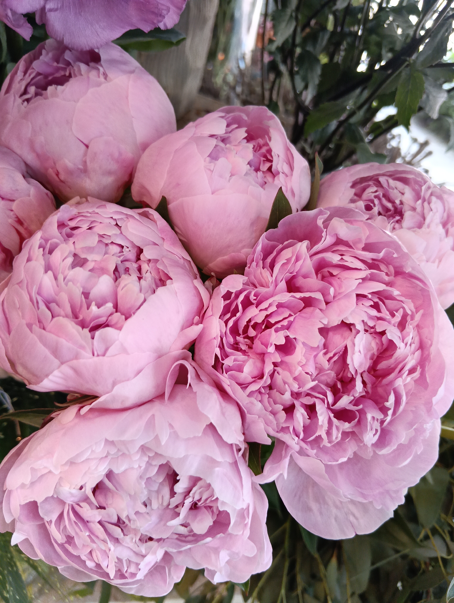 This is a close-up, eye-level, outdoor shot of a bouquet of light pink peonies. The peonies are in various stages of bloom, with some tightly budded and others fully open, revealing layers of delicate petals. The flowers are the primary focus, filling the frame. Behind the peonies, dark green foliage is visible, suggesting a natural setting or a well-maintained garden. The lighting appears to be natural daylight, casting soft shadows and highlighting the textures of the petals. There are no people or any specific landmarks that would indicate a location in Sofia, Bulgaria.