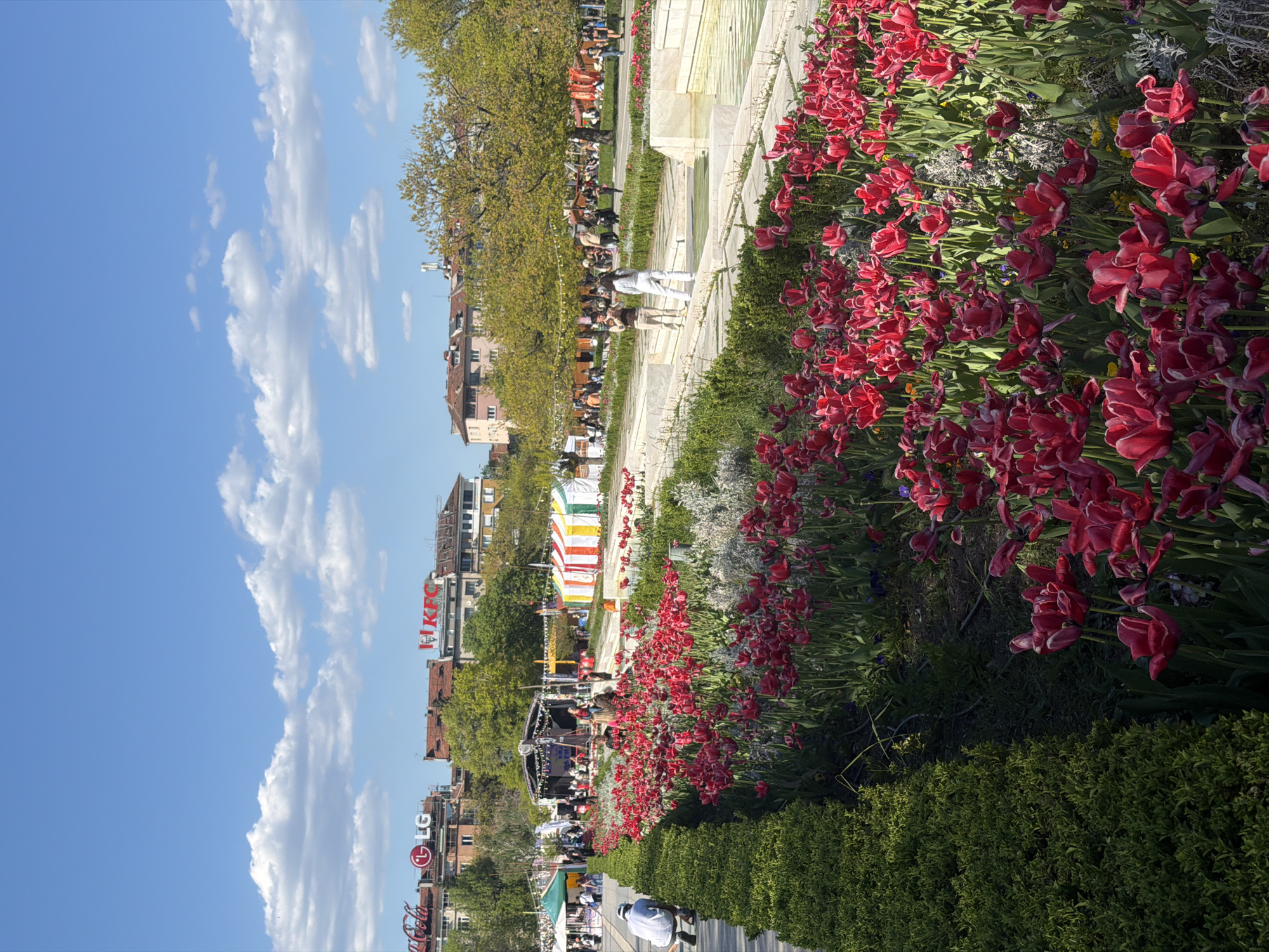 A medium, landscape, eye-level, outdoor shot depicts a partially obscured linear view of a flower garden, sidewalk, street, and building fronts, oriented horizontally, with a bright blue sky and some white puffy clouds on the left.
The flower garden runs the length of the shot on the right, filled with red tulips. A low green hedge runs along the bottom of the shot on the right. A sidewalk runs the length of the shot, parallel to the flower garden. A light-skinned person in white clothing stands on the sidewalk. In the distance, behind the sidewalk, are fair tents and various objects, with a crowd of people.
A street runs parallel to the sidewalk, with automobiles and pedestrians. Buildings, including KFC, LG, and Coca-Cola signs, are in the background.
The scene is located in Sofia, Bulgaria.