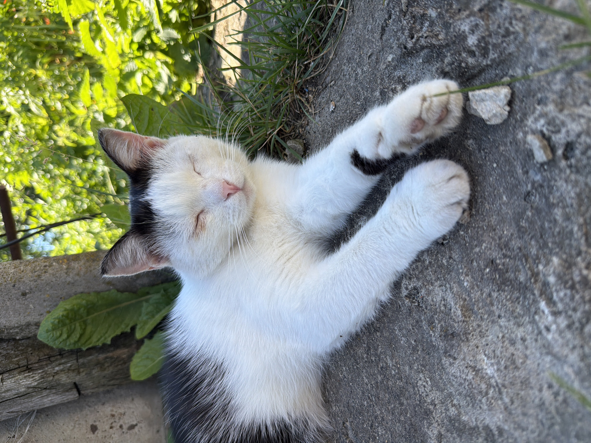 A black and white cat is sleeping on a gray concrete surface. The cat is lying on its back with its eyes closed and its paws outstretched. The cat has white fur with black markings on its ears and back. The background is blurred and shows green foliage and grass. The lighting suggests it is daytime. The overall mood of the image is peaceful and relaxed. The location is identified as Петряксы, Russia. There is no visible text in the image.