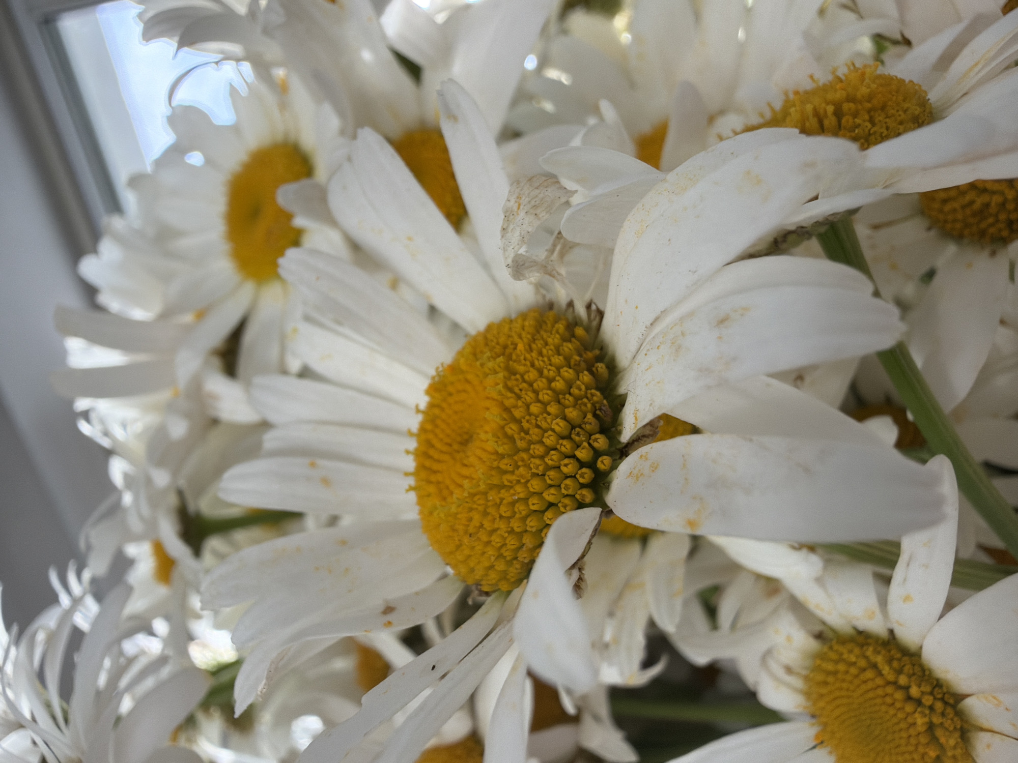 This media file is a close-up, eye-level, medium shot of a bouquet of white daisies with bright yellow centers. The daisies are densely packed together, filling most of the frame. The petals of the daisies are white and some show slight browning or wilting, particularly in the foreground. The yellow centers are textured and appear fuzzy. Several green stems are visible, supporting the flowers.
In the background, a window with white mullions is visible, with bright daylight filtering through, creating an overexposed and soft blue sky effect. The lighting suggests it is daytime, and the overall mood is natural and serene, possibly indicating an indoor setting with natural light. There are no people or animals in the image, and no text is visible. The focus is entirely on the textures and colors of the daisies and the play of light from the window. The bouquet appears to be the main subject, possibly arranged for decoration or as a gift. The setting is likely a room with a window.