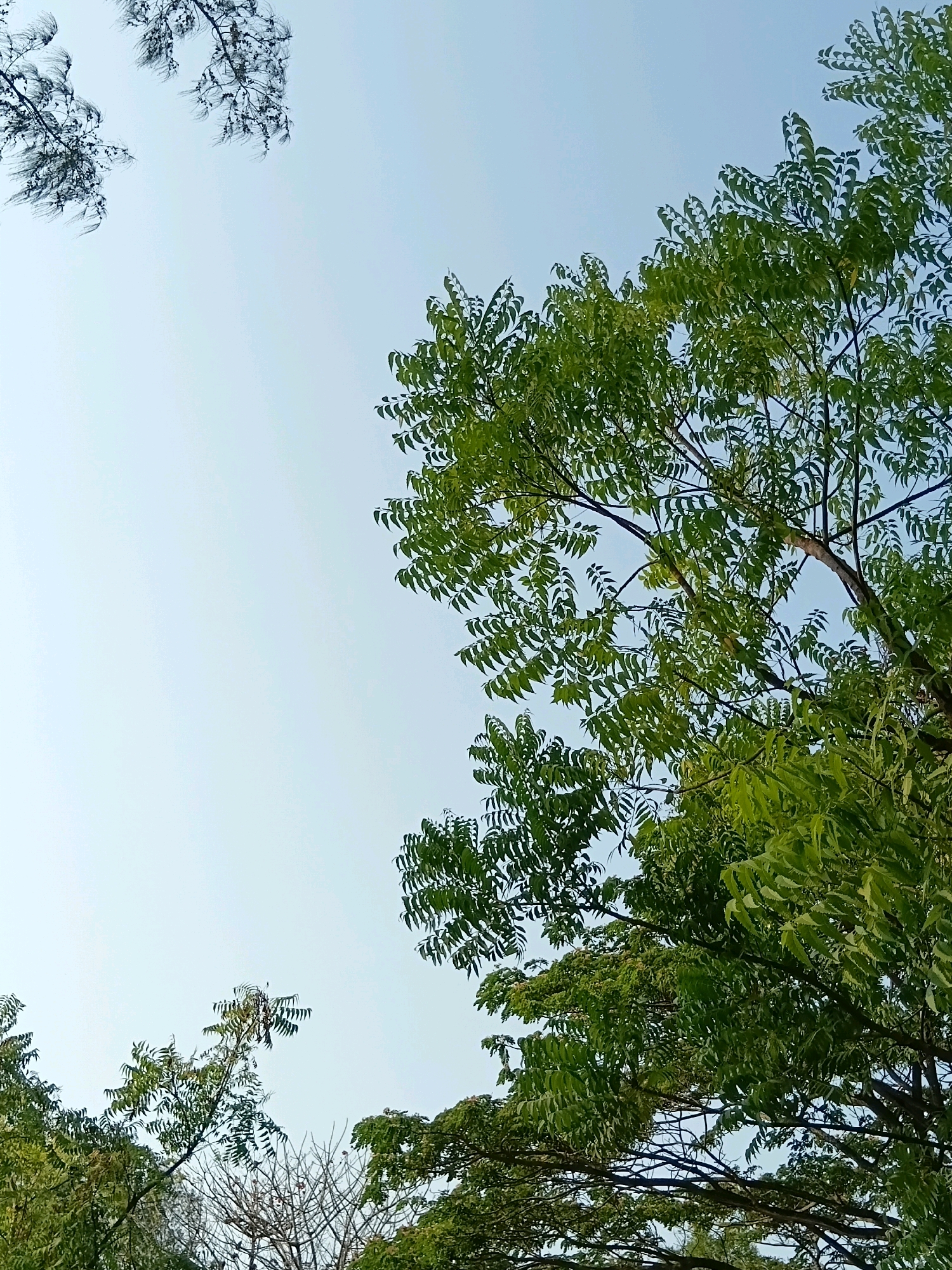 A low-angle shot captures the tops of various trees against a bright, clear sky. The foliage on the right is dense and green, with intricate leaf patterns. In contrast, the trees on the left are more sparse, with some branches appearing bare. The sky is a soft, pale blue, indicating daytime. The image appears to be taken outdoors, in a natural setting, possibly a park or a wooded area within the city of Cikal, Indonesia. No people or specific structures are visible.