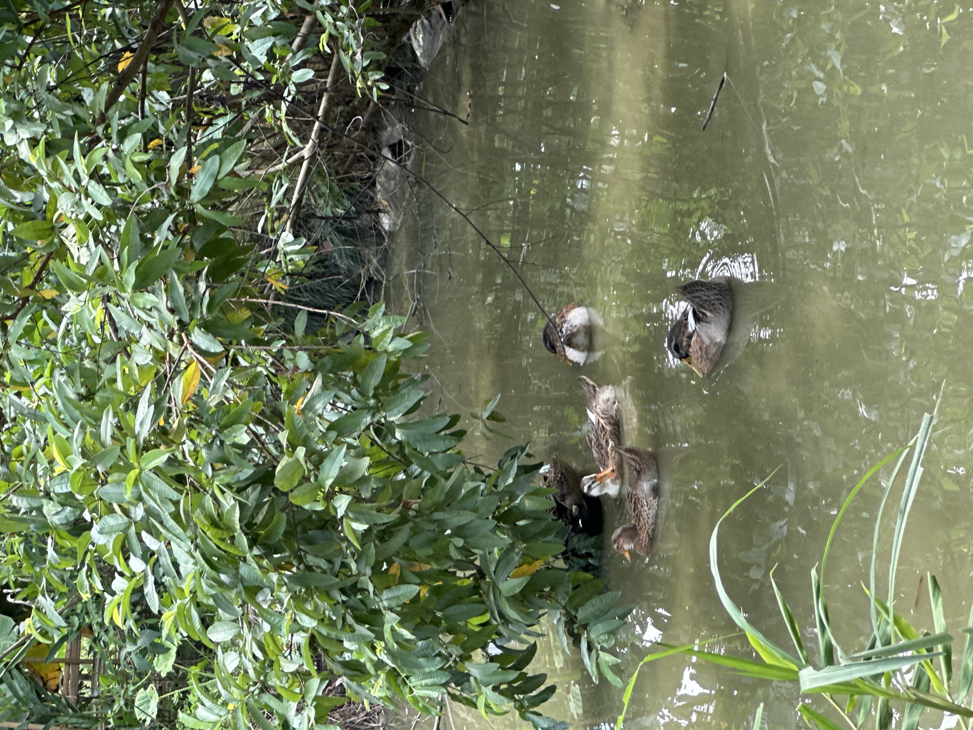 This image captures a tranquil outdoor scene in Ngọc Đường Commune, Vietnam, featuring several ducks in a body of murky green water, surrounded by lush vegetation.
The central and right portions of the frame are dominated by the water, which appears calm but opaque, with light reflections dappling its surface. On the left side, dense green foliage from a tree or large bush extends over the water, creating a vibrant backdrop. The leaves are broad and healthy, with varied shades of green and occasional hints of yellow, suggesting abundant plant life. Some bare branches are also visible intertwined within the greenery near the water's edge. In the bottom right corner, reedy green plants emerge from the water, adding to the natural setting.
A group of five ducks is visible in the water. They appear to be a mix of adults and juveniles, with mottled brown, grey, and white plumage. Several ducks have their heads submerged or partially submerged, indicating they are foraging for food beneath the surface. One smaller, lighter-colored duck, possibly a duckling, is visible among the larger ones. The ducks are scattered, engaged in their activities, suggesting a peaceful coexistence with their environment.
The scene is illuminated by natural daylight, indicating it is daytime. There are no explicit weather indicators, but the light suggests a clear or partly cloudy day. The setting appears to be a pond, canal, or slow-moving waterway. No visible text is present in the image.