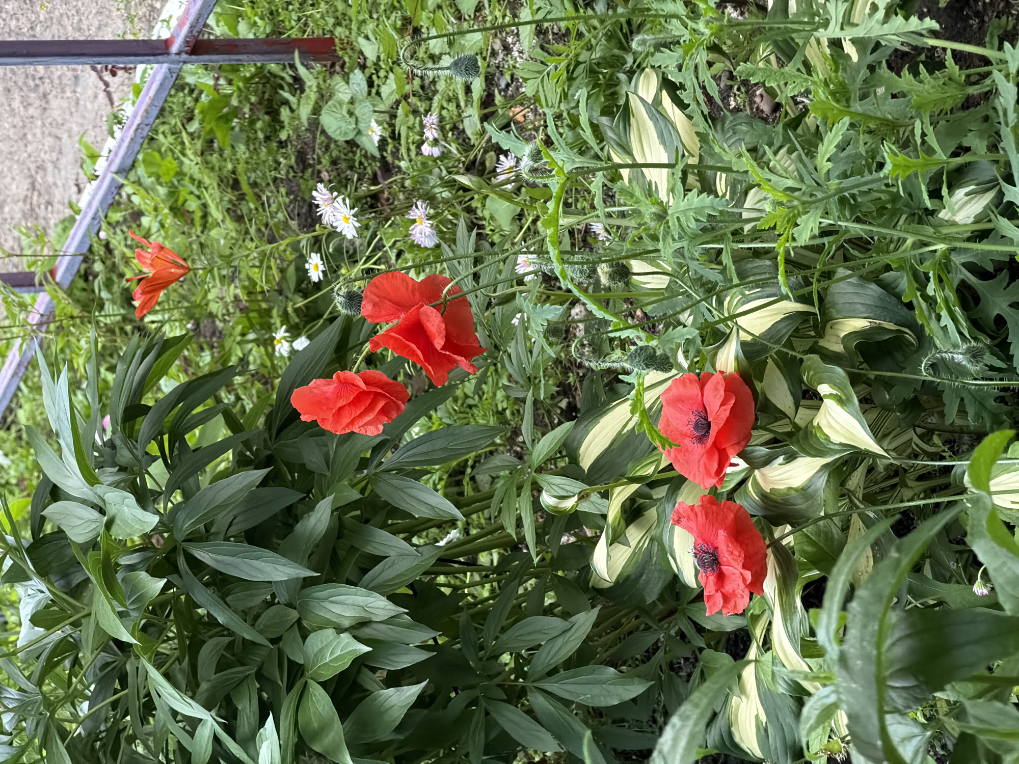The image shows a close-up view of a garden with several red poppies in bloom. The poppies are vibrant and have delicate, crinkled petals. They are surrounded by lush green foliage, including large, dark green leaves and smaller, variegated leaves with yellow and green stripes. In the background, there are small white and pink flowers, possibly daisies and asters, and some unbloomed poppy seed heads. A metal railing, painted red and grey, is visible in the upper right corner, suggesting the garden might be near a pathway or property line. The ground appears to be soil and scattered gravel. The lighting suggests it is daytime, possibly overcast. The overall scene depicts a natural, overgrown garden setting. The image is a photograph taken at ground level, looking slightly upwards. There are no people or animals visible in the image. This image was taken in Chaikovsky, Russia.