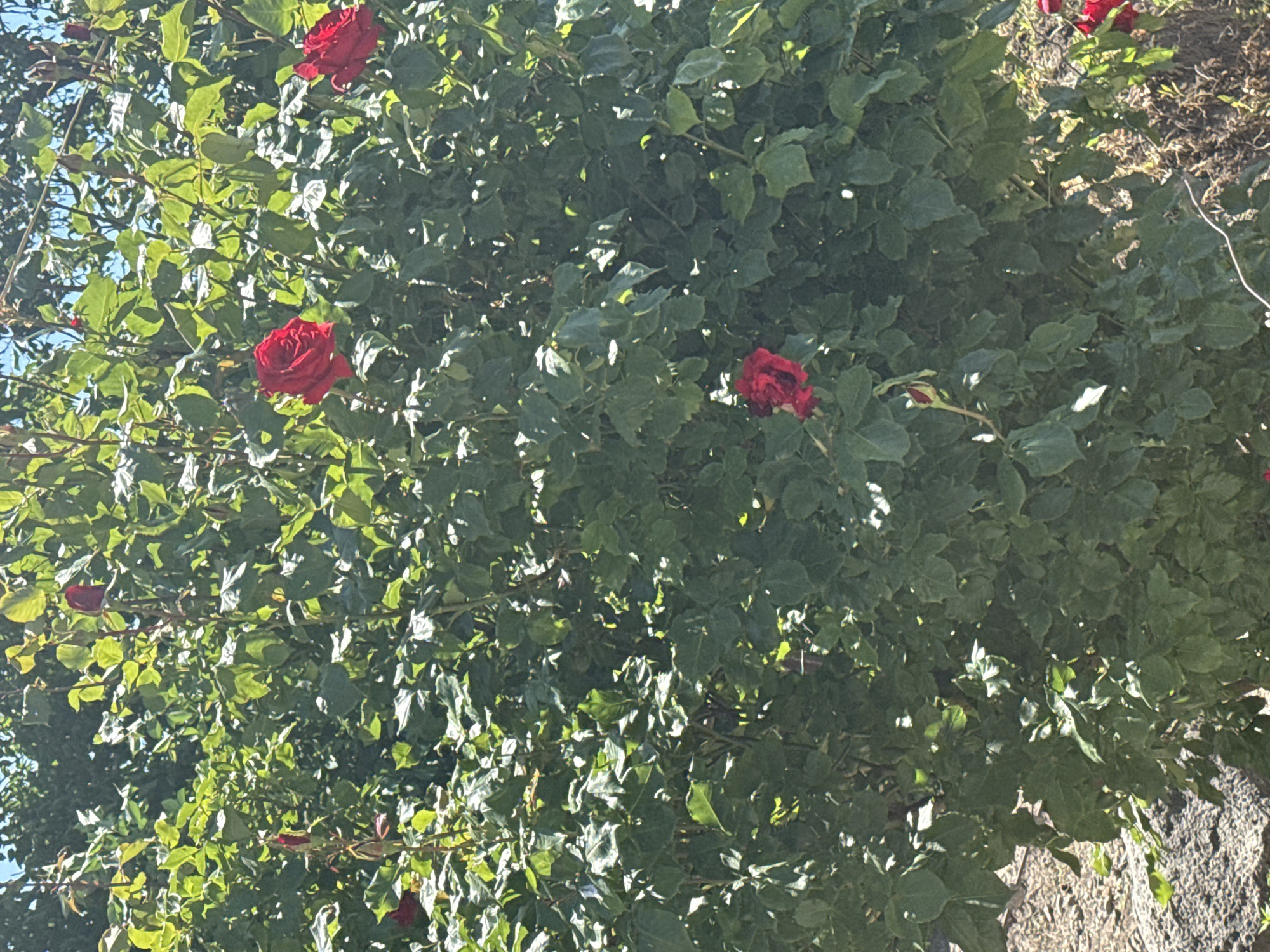 A vibrant rose bush, heavily laden with lush green foliage and several striking red roses, dominates the scene. The lighting suggests a bright, sunny day, with direct sunlight casting highlights on many of the leaves, creating a dynamic interplay of light and shadow throughout the dense greenery.
Approximately six fully bloomed or budding red roses are visible, scattered across the bush, standing out vividly against the deep green leaves. The roses vary in their stage of bloom, some appearing fully open with discernible petals, while others are partially obscured by leaves or appear as buds.
In the upper left portion of the image, a small patch of clear blue sky is visible through the leaves, reinforcing the bright outdoor setting. Towards the right and bottom right, a textured, light-colored surface, possibly a stone wall, rocky ground, or concrete structure, can be seen, providing a natural or man-made backdrop to the rose bush. A thin, light-colored wire or stem is also visible near the bottom right.
There are no people or specific activities taking place, and no visible text in the image. The focus is entirely on the natural beauty of the rose bush under clear skies.