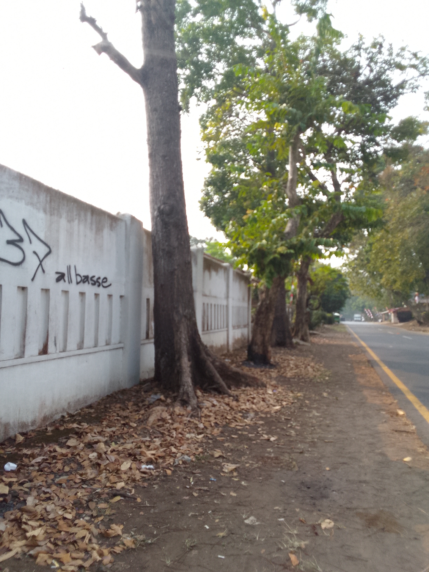 The image shows a street scene in Haurwangi, Indonesia. On the left is a white wall with some graffiti. The graffiti includes a stylized tag and the words "all basse". A large tree stands in front of the wall, with its roots visible. The ground is covered with fallen leaves and some debris. To the right of the wall and tree is a dirt path or sidewalk that runs alongside a paved road. The road has a yellow line marking the edge. Several trees line the right side of the road, with foliage in various shades of green. The sky is bright, suggesting daylight. In the distance, vehicles are visible on the road.