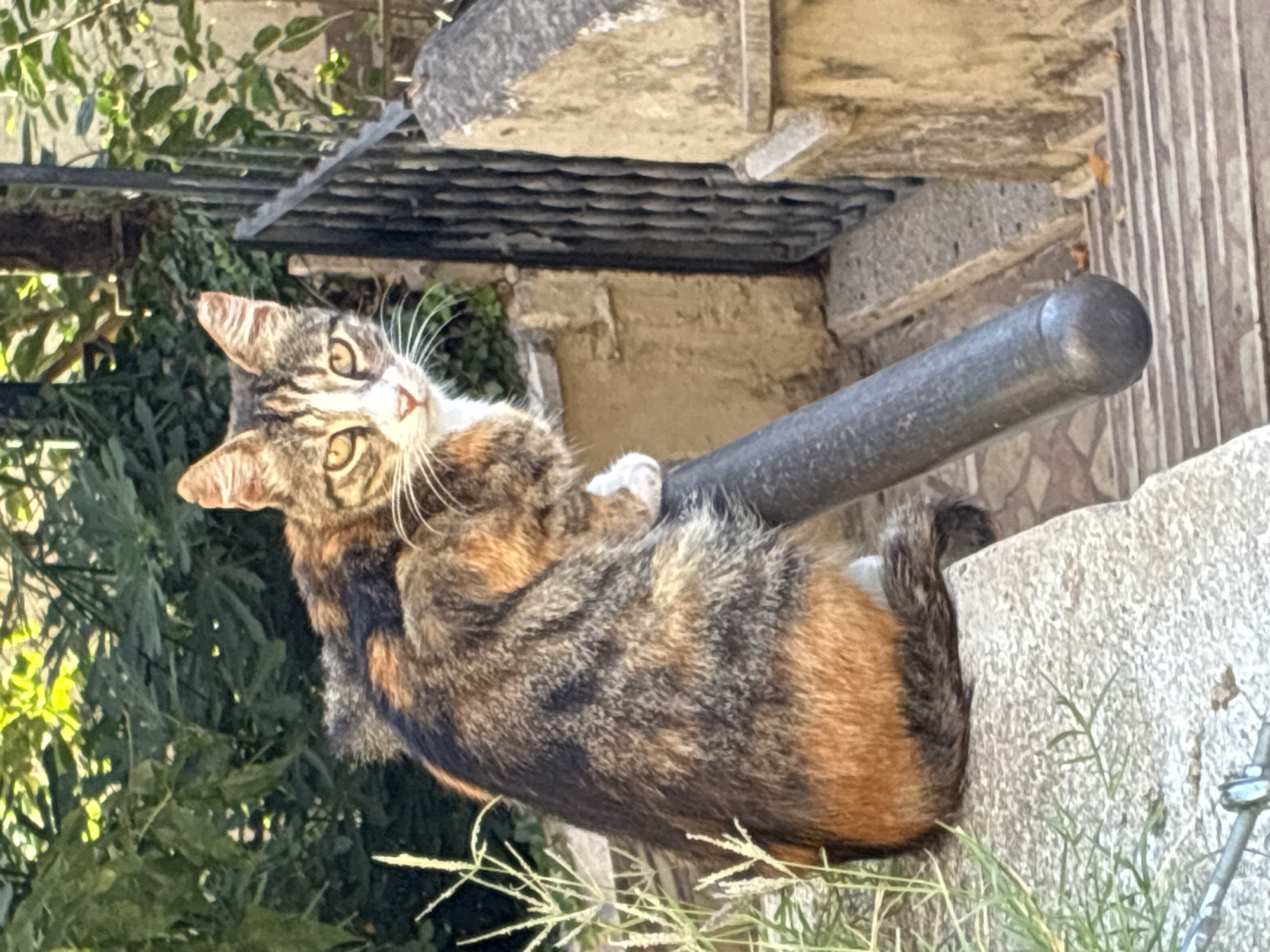 A tortoiseshell cat is perched on a rough-hewn stone ledge in what appears to be an outdoor stairway in Alanya, Turkey. The cat is facing the camera, its gaze direct, with its front paws resting on a dark, cylindrical railing that angles downwards. The cat's fur displays a mix of dark brown, black, and orange patches, with a white blaze on its face and white fur around its muzzle and chest. Behind the cat, lush green foliage creates a dappled background, with sunlight filtering through the leaves. To the right of the cat, a wrought-iron fence borders a stone staircase, and the stone walls of the structure are visible. The overall scene suggests a quiet, sunlit moment captured in a residential or historical area.