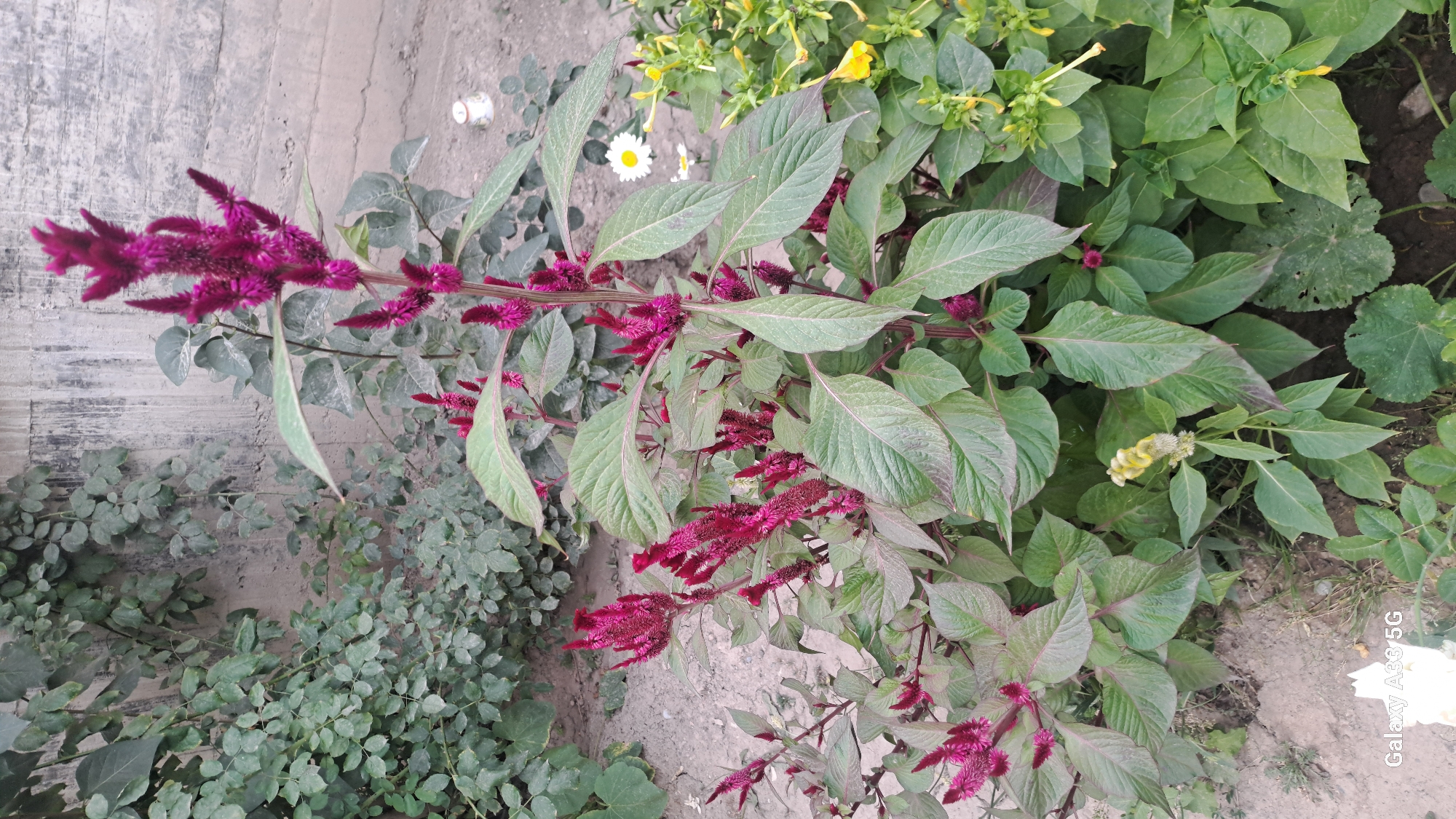 A tall, magenta-plumed plant, likely a variety of Amaranthus, stands prominently in the foreground, its feathery flower heads reaching upwards. It is surrounded by lush green foliage and other plants, including a few small white and yellow flowers to the right, suggesting a garden or natural setting. The background features a rough, grey concrete wall and dry, dusty ground, indicative of an outdoor urban environment. The overall scene is a close-up view of the plant, highlighting its texture and color against a backdrop of muted tones.