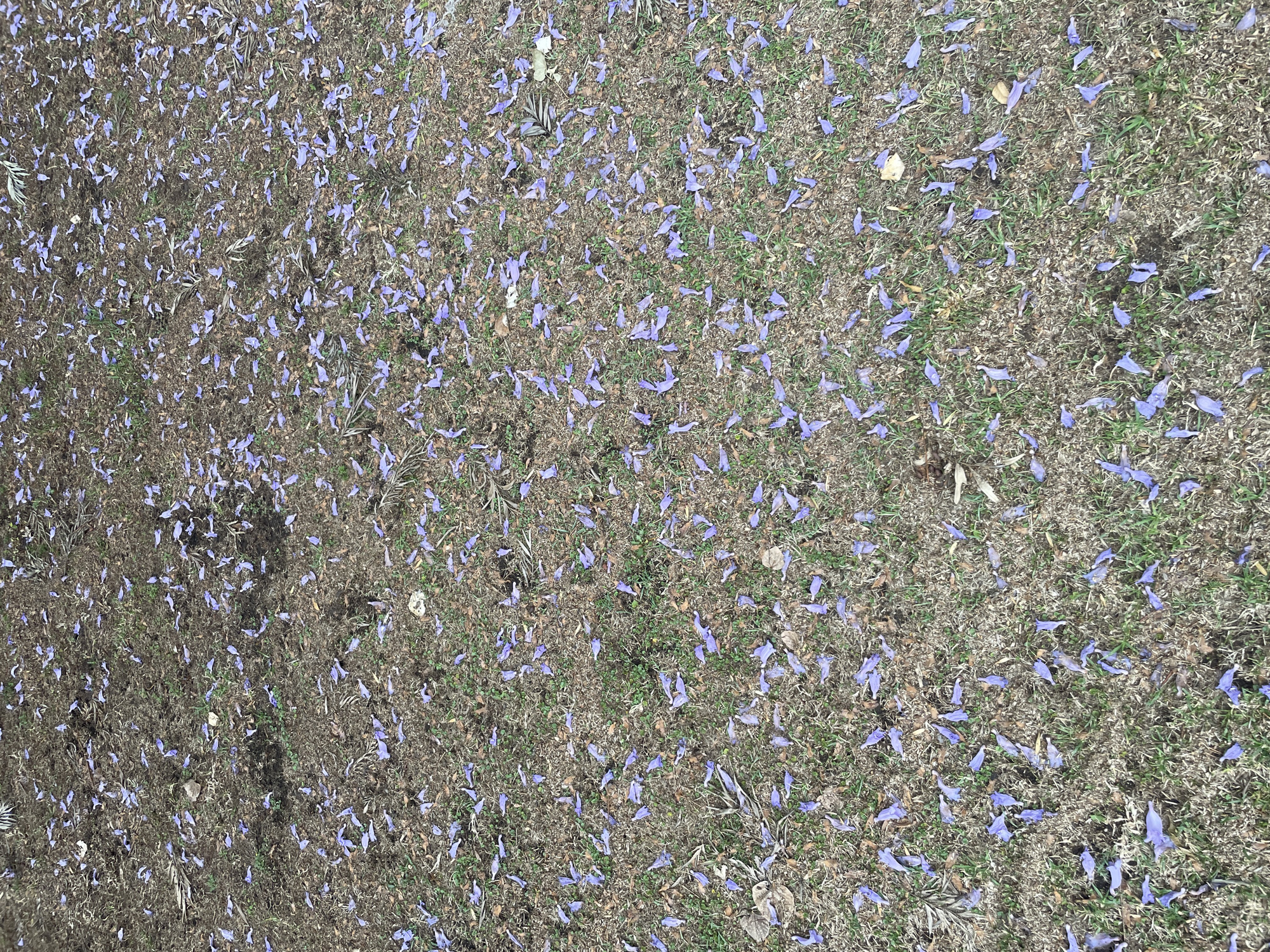 The scene is a patch of grass in San Andrés Cholula, Mexico, covered with numerous fallen purple flower petals. The grass is a mixture of green and brown. There are bare patches of soil scattered throughout the image. No people or animals are visible.