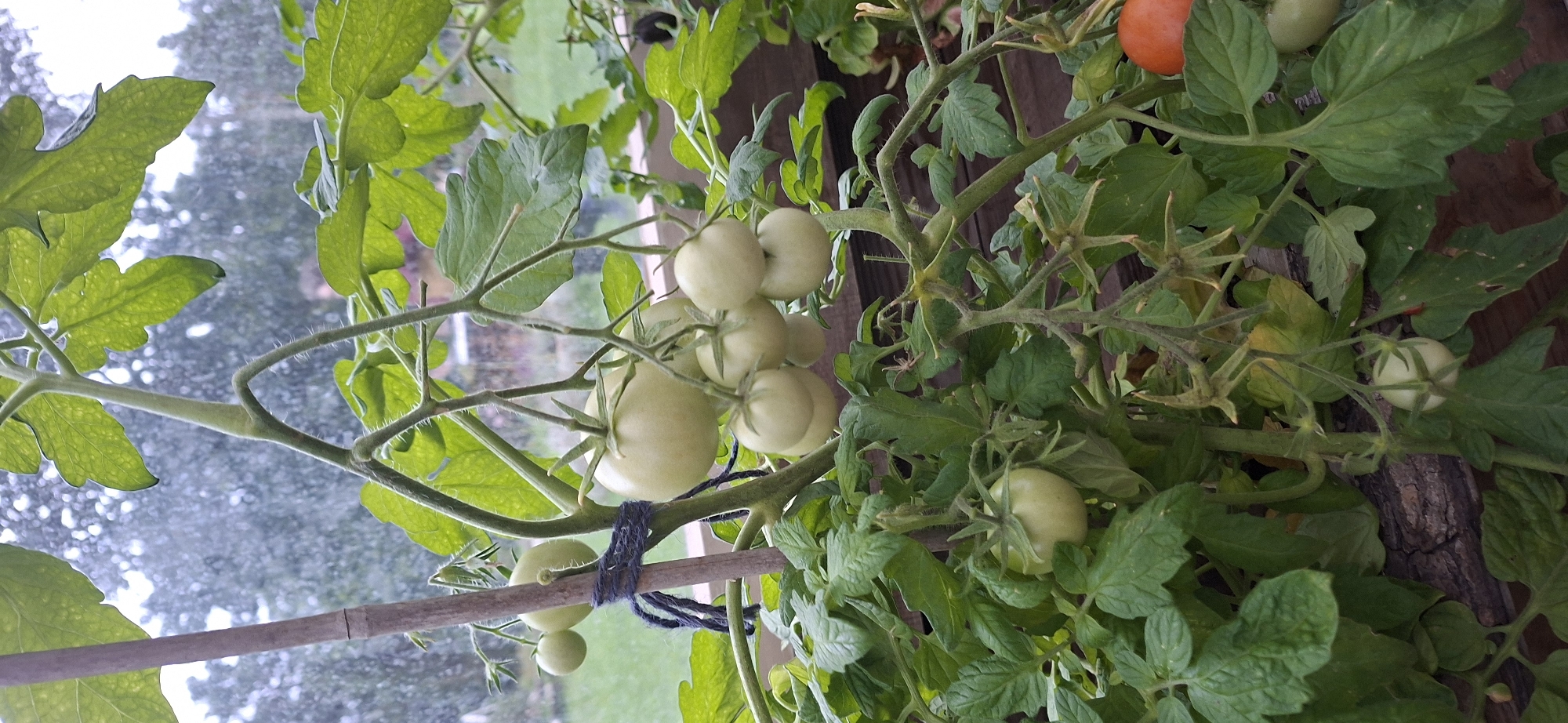 This is a close-up, vertical, outdoor photograph of a tomato plant bearing numerous green and one ripe red tomato. The plant is staked with a bamboo pole to which the main stem is tied with dark blue twine. The background is blurred, showing what appears to be a greenhouse or sheltered outdoor area with trees and foliage visible through a glass or plastic pane. The lighting suggests an overcast day, possibly with rain as indicated by the blurred background. The focus is on the plant itself, highlighting the texture of the leaves, stems, and the developing fruit. There are no people present. The location of Orissaare, Estonia is not ascertainable from the visual information provided in the image.