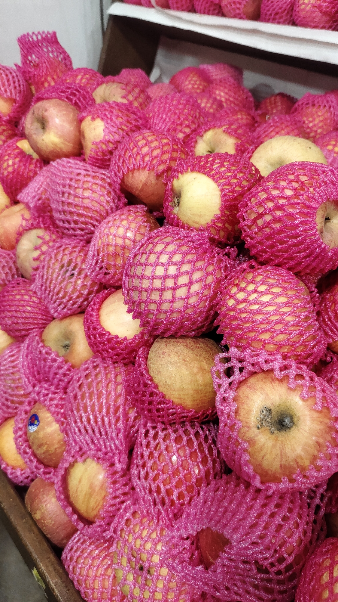A close-up, overhead view shows a large quantity of red and yellow apples, each individually wrapped in bright pink protective netting. The apples are piled high in what appears to be a market stall or display area in Malang, Indonesia. The lighting is even, suggesting an indoor setting. The focus is sharp on the apples and their netting, with the background slightly blurred. A few of the apples show small stickers. The overall impression is one of abundant fresh produce ready for sale.