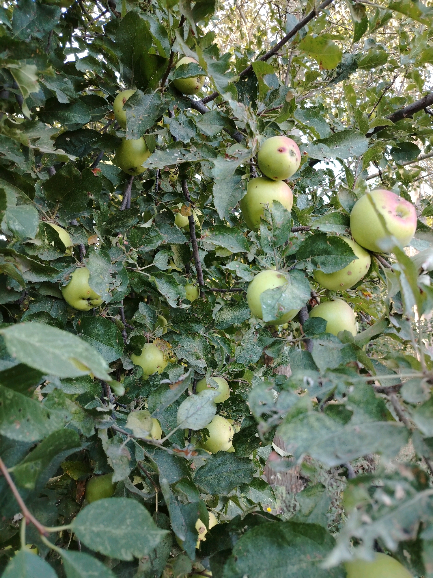 The image shows an apple tree with numerous green apples hanging from its branches. The apples vary in size and some have slight red blushing. The leaves of the tree are dense and green, with some signs of wear or insect damage visible on a few. The overall setting appears to be an outdoor environment, likely a garden or orchard, with dappled sunlight filtering through the foliage. There are no people or specific urban landmarks visible that would definitively place the scene in Navobad, Tajikistan, though it is a plausible location for such an orchard. The image is taken from a medium distance, focusing on the fruit-laden branches.