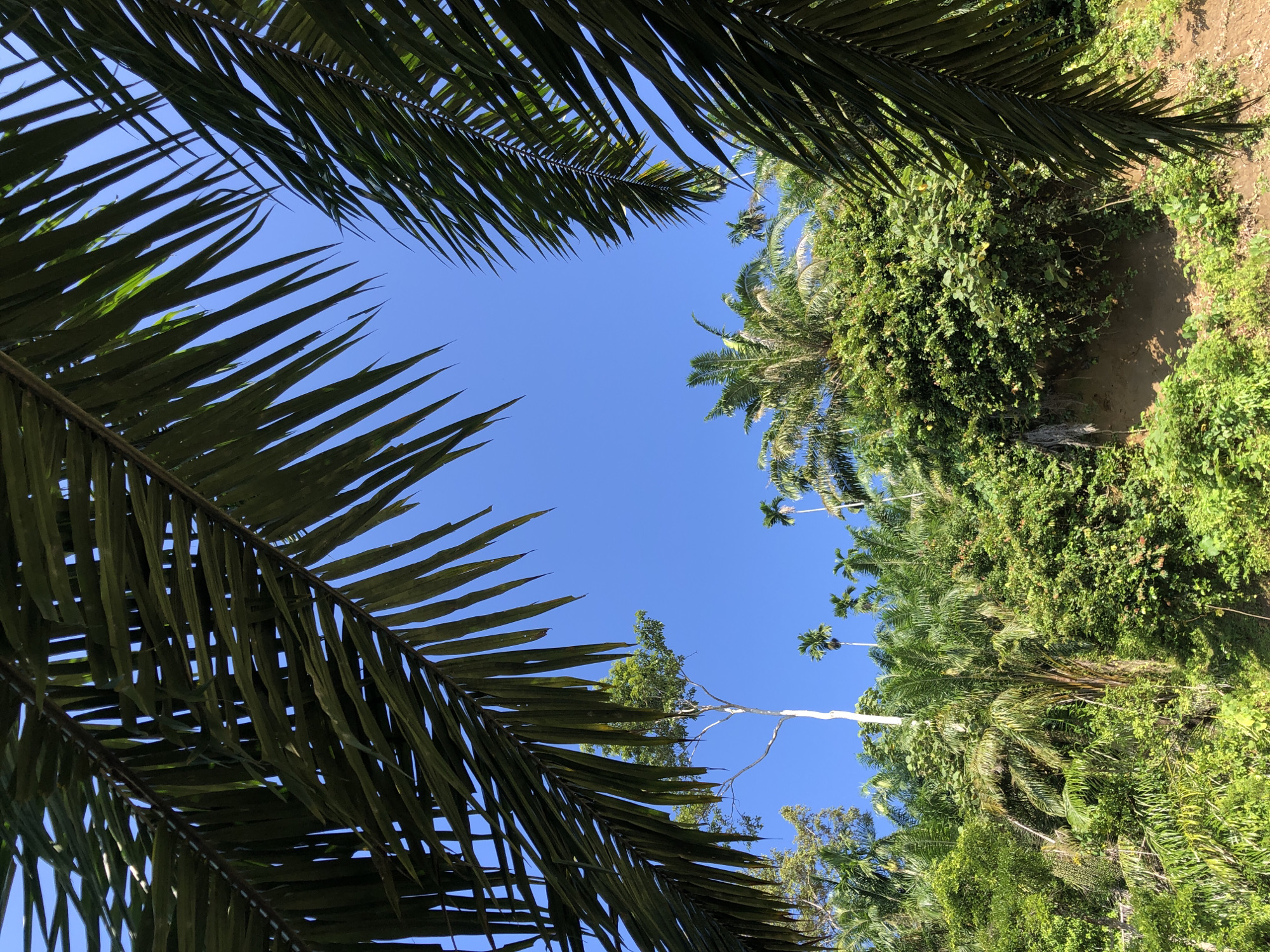 The image depicts a lush, verdant jungle landscape under a clear, bright blue sky. The foreground is dominated by the dark green fronds of palm trees, which partially obscure the view of the lush vegetation and sky beyond. The middle ground features a dense hillside covered in various types of tropical plants, including numerous palm trees of varying heights. A single, tall, slender tree with a light-colored trunk stands prominently amidst the greenery. The background reveals more of the dense jungle and the expansive blue sky. The scene evokes a sense of a tropical, natural environment. The location is stated to be Langkuta, Indonesia. There are no people or animals visible in the image. The overall impression is one of a vibrant, untouched natural setting.