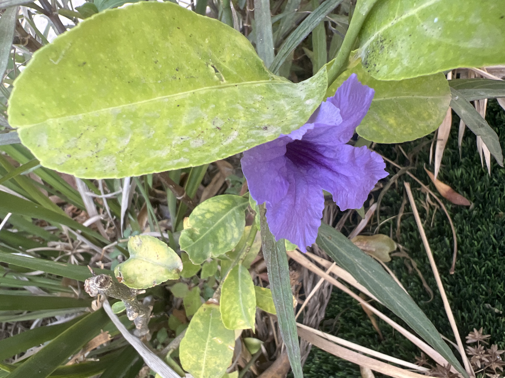 The image shows a close-up of a purple flower in bloom, set against a backdrop of green foliage and dry, straw-like plant material. The flower is vibrant and detailed, with delicate petals. The leaves around it are varied in color and texture, with some being a bright green and others appearing lighter green with yellowing or mottled patterns. There are also thin, dry stalks and blades of grass, and a patch of dark green, moss-like ground cover at the bottom of the frame. The overall impression is of a natural, outdoor environment, likely a garden or wild area. There are no people or animals visible in the image.