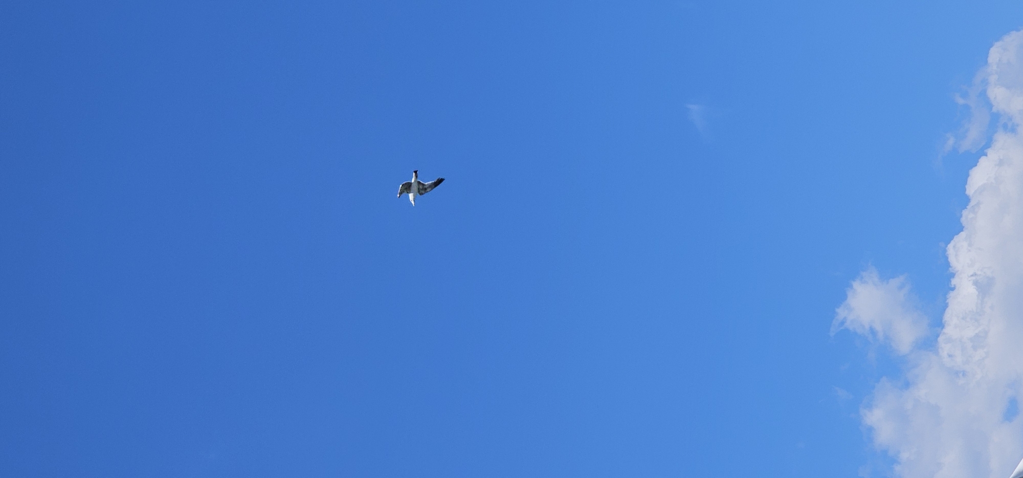 A single seagull is captured in mid-flight against a clear blue sky. The bird is white and gray with its wings outstretched and slightly angled downwards. The background is an unbroken expanse of vivid blue sky, with a few wispy white clouds present at the very bottom of the frame. The image appears to have been taken from a low angle, looking up at the bird. The exact location within Grad Supetar, Croatia is not determinable from the image alone.