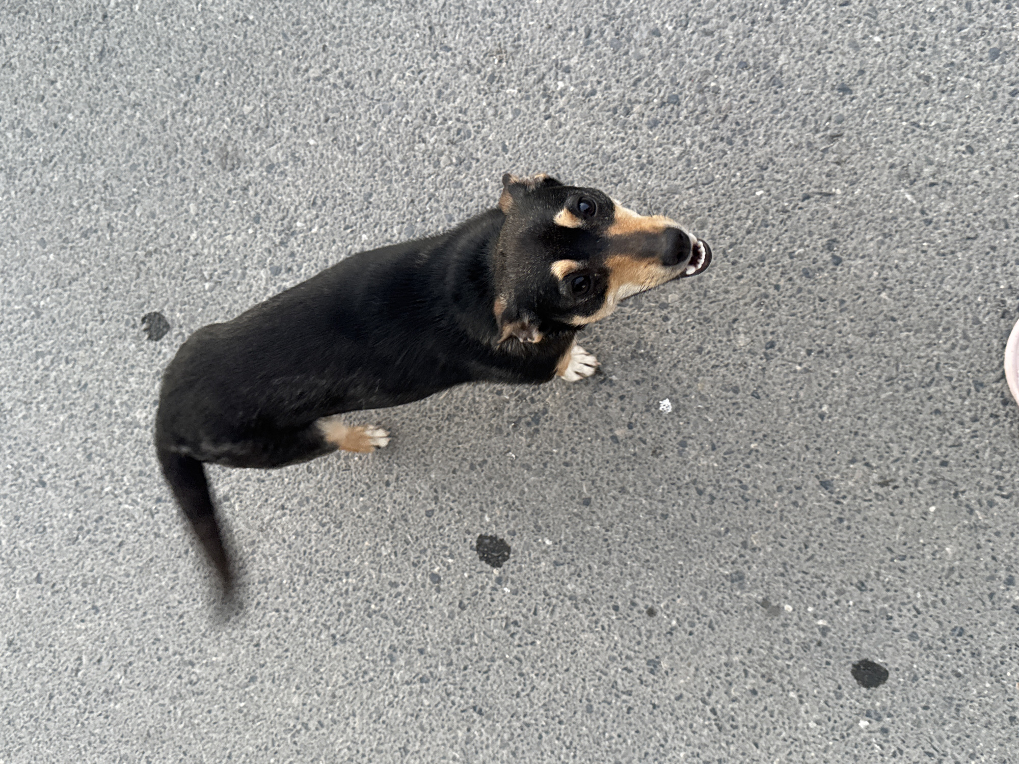 A small black and tan dog stands on asphalt, looking upward. The dog has short fur, with tan markings above its eyes and on its paws. The asphalt surface is grey and rough, with scattered dark spots. A portion of a pink shoe is visible in the lower right corner.