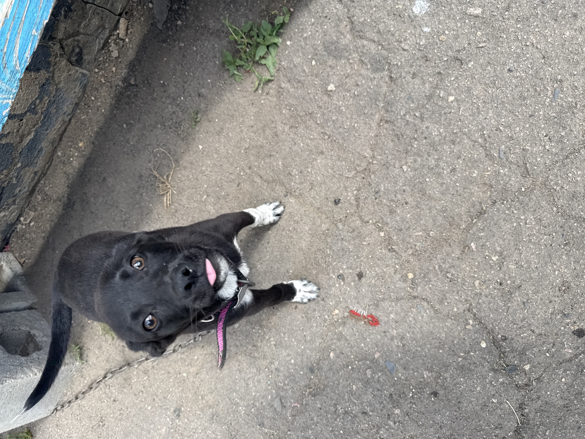 A black puppy with white paws and chest is standing on a grey asphalt surface. The puppy is looking up at the camera with its tongue slightly sticking out. It is wearing a pink collar with a silver tag. To the left of the puppy, a chain is visible, attached to a grey cinder block. In the background, a weathered blue structure is present. The ground is cracked and uneven, with some sparse green vegetation growing in patches. A small red object, possibly a piece of debris, is on the asphalt near the puppy's front paws.