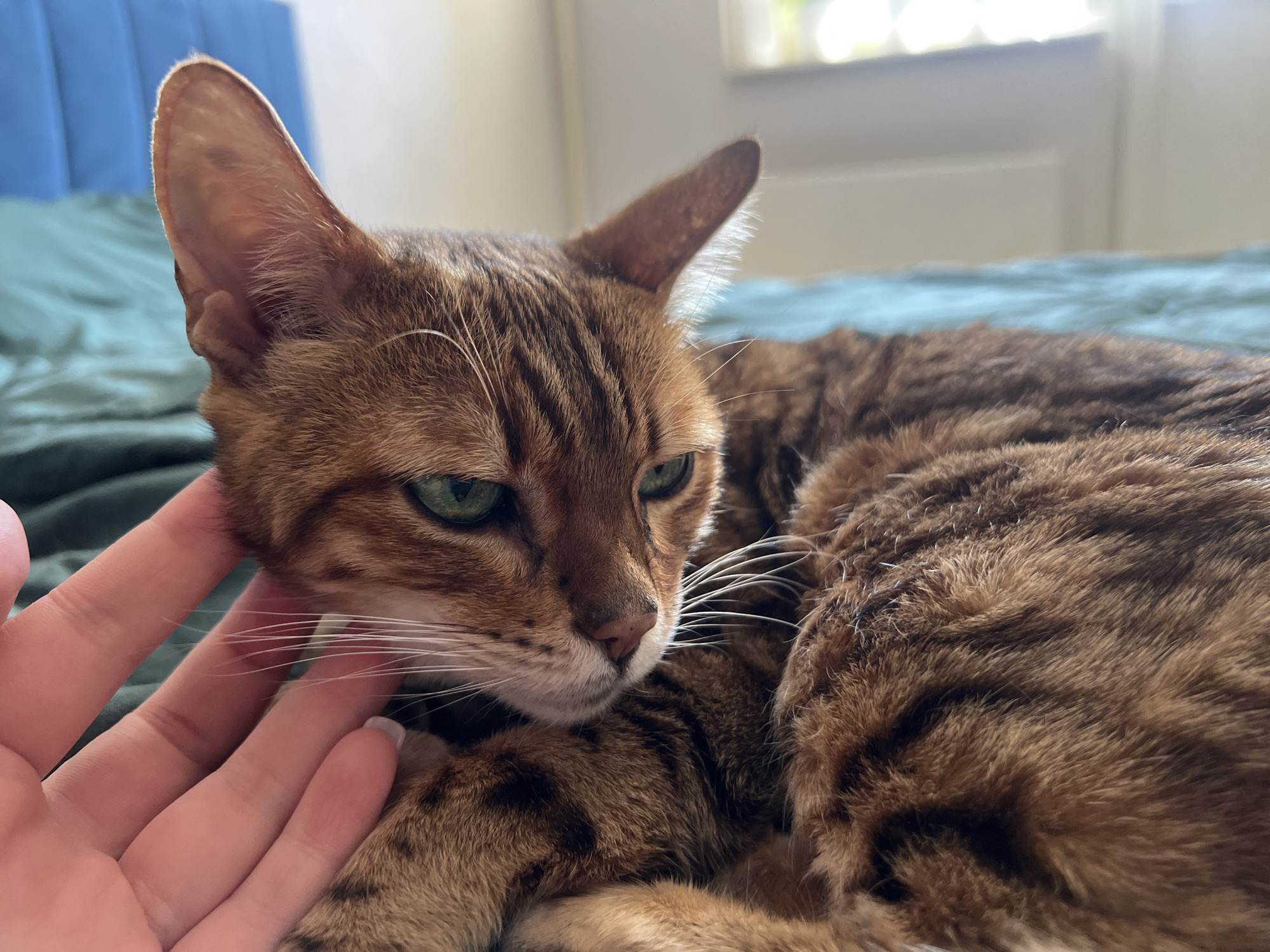 A close-up shot features a Bengal cat being petted on a bed. The cat has brown fur with dark brown spots and stripes, and green eyes. A human hand is visible, gently touching the cat's face. The bed has a blue headboard and a green blanket. The location is not possible to determine from the provided visual information.