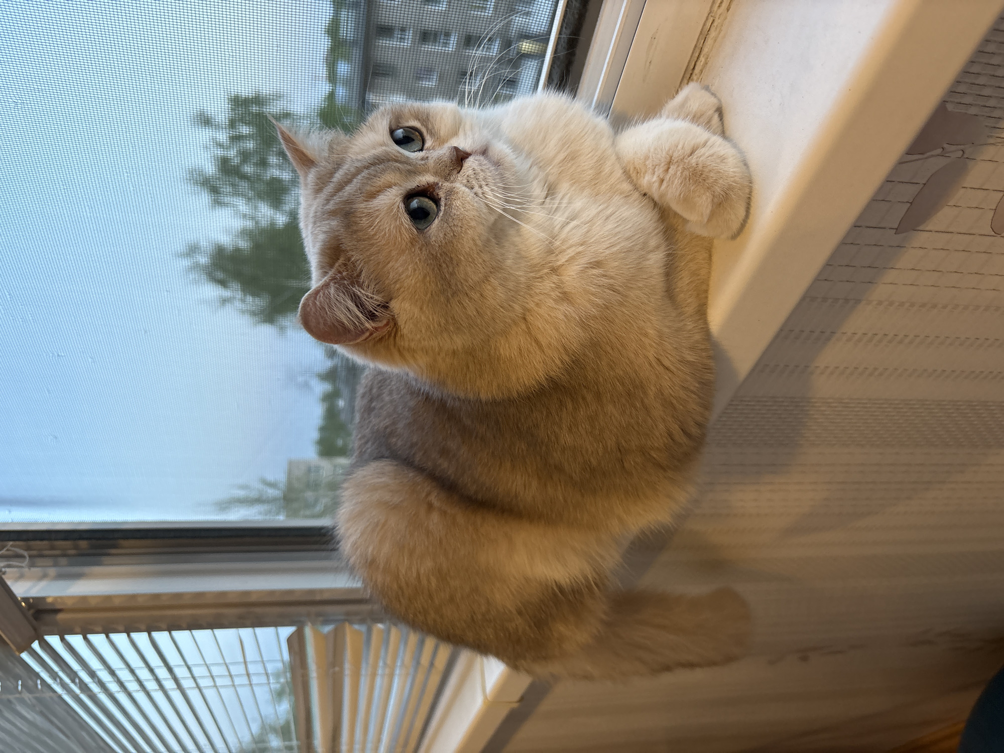 A light-colored British Shorthair cat is sitting on a white windowsill indoors. The cat has blue eyes and its head is tilted upwards towards the camera. Outside the window, a building and trees are visible, implying an urban environment. The blinds are partially drawn on the bottom of the window. The specific location is the city of Chaikovsky, Russia.
