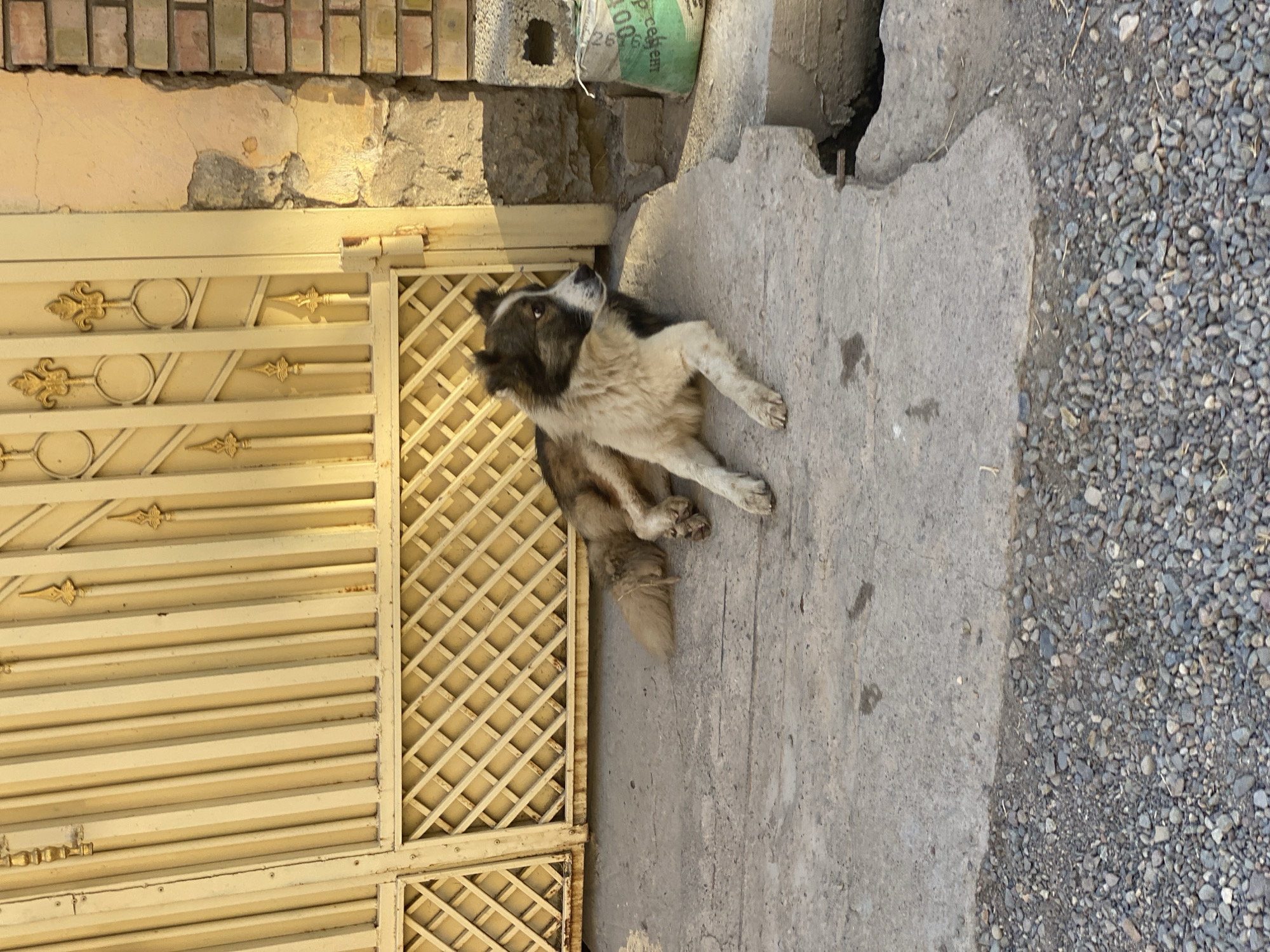A medium-sized dog with brown and white fur is lying on a concrete surface in front of a yellow metal gate. The dog is facing to the right, with its head turned to look slightly back over its left shoulder. Its body is stretched out, with its front paws extended forward and its hind legs tucked underneath. The gate is closed and features decorative vertical bars and a diamond-shaped lattice pattern at the bottom. To the right of the gate, a brick wall is visible, with patches of peeling plaster. A green bag, possibly containing cement, is placed on the ground next to the wall. The ground is a mixture of concrete and gravel. The overall scene appears to be an outdoor area, likely in a residential or industrial setting. The location is identified as Боғистон, Tajikistan.