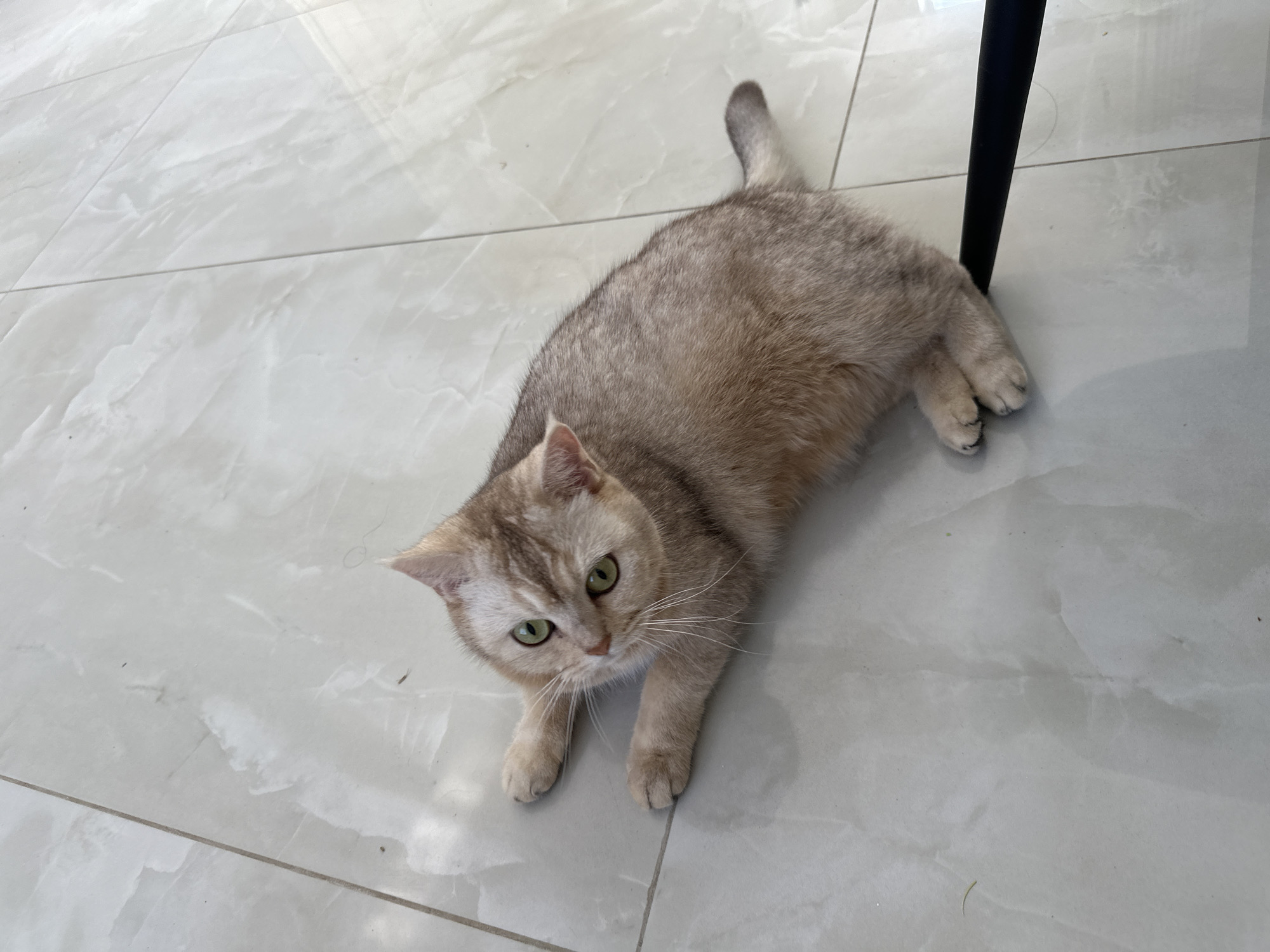 A light brown cat lies on a white tile floor. A portion of a black chair leg is visible. The location is Unknown, Unknown.