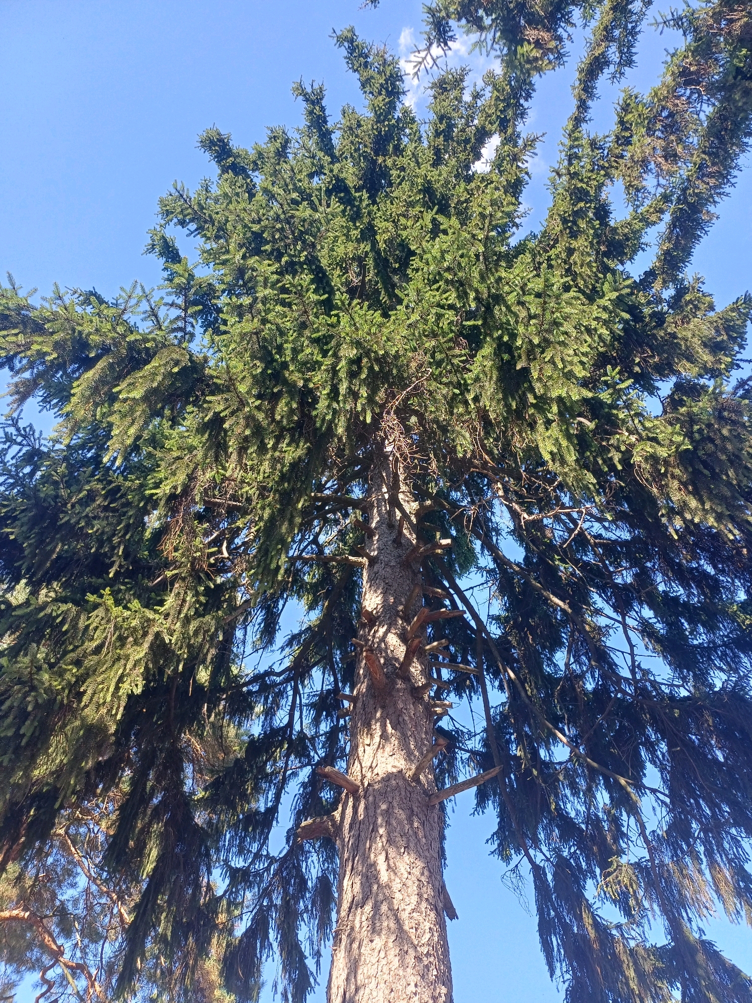 An upward-angle shot captures the dense, green foliage of a large evergreen tree against a clear, bright blue sky. The tree's trunk, textured and rough, is visible on the right side of the frame. Its branches spread outwards and upwards, with numerous dark green needles creating a rich, textured canopy. A few small, wispy white clouds are visible in the upper portion of the sky. The image appears to be taken on a sunny day in Sulymivka, Ukraine, offering a perspective of nature against the urban backdrop.