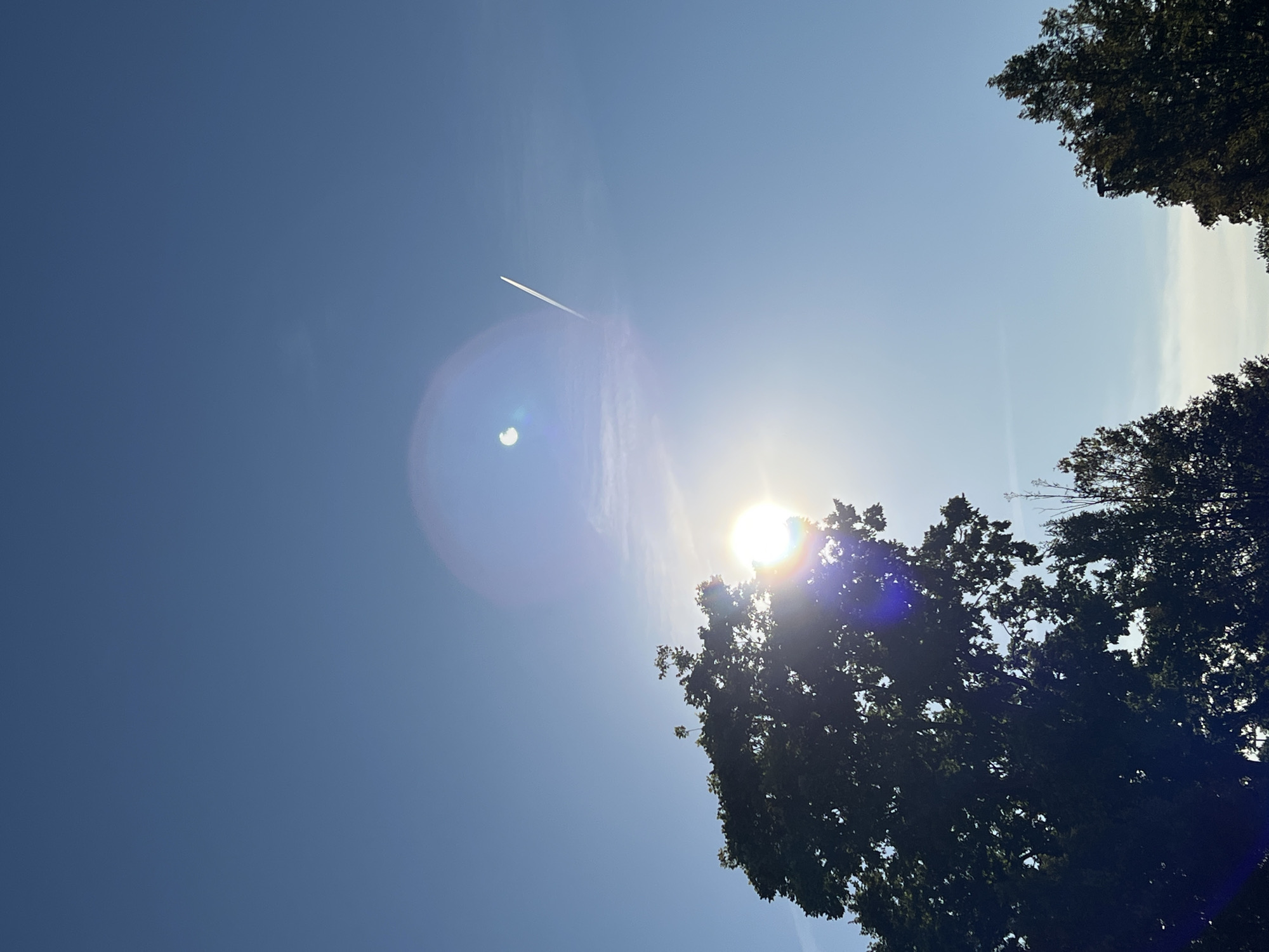 A low-angle, full-shot photograph captures a clear, bright blue sky on a sunny day. The sun is partially obscured by the dark green foliage of a large tree in the lower left quadrant of the frame. A bright lens flare emanates from the sun, creating a colorful halo effect that extends into the sky. In the upper middle portion of the sky, a small, circular dark object is visible against the sun's glare, suggesting a partial solar eclipse. A white contrail from an airplane stretches diagonally across the upper right portion of the sky. The lower right corner features the top of another dark green tree, smaller than the one on the left. The overall scene depicts an outdoor environment with a focus on the sky and the sun.