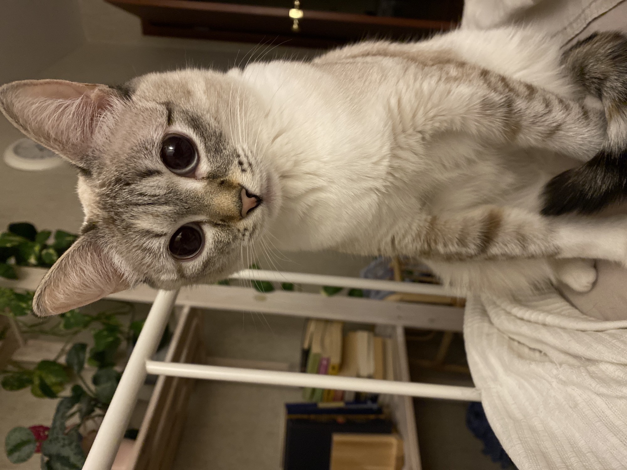 A close-up, low-angle shot shows a cat, primarily white with grey tabby markings on its head and back, with large, dark eyes, facing the camera. The cat is positioned on or behind a white metal shelf unit containing books and other items. A green potted plant is visible in the lower left corner. The background includes hints of a dark wood surface, possibly a cabinet or desk. The cat is in an indoor environment. There is no evidence to suggest a specific location or connection to Yekaterinburg, Russia.