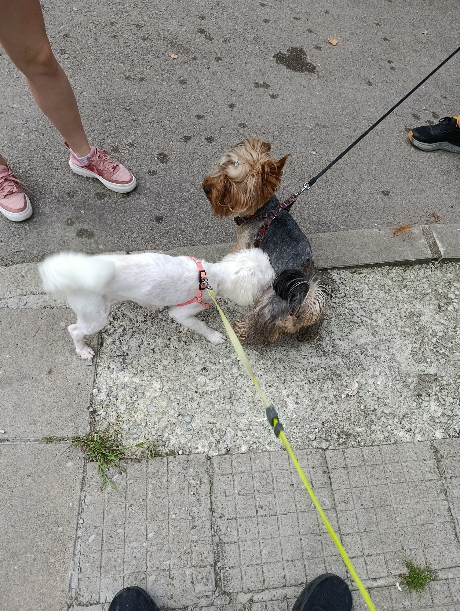 Two Yorkshire Terrier dogs are on leashes on a paved sidewalk. One dog, with light brown and grey fur, is wearing a patterned collar and is facing left. The other dog, with white fur and a pink harness, is facing the first dog and appears to be interacting with it. A person's legs and pink sneakers are visible on the left side of the frame. A black shoe is visible at the bottom of the frame. The environment appears to be an urban setting, possibly a street or park area in Razgrad, Bulgaria, with the ground composed of concrete and gravel.