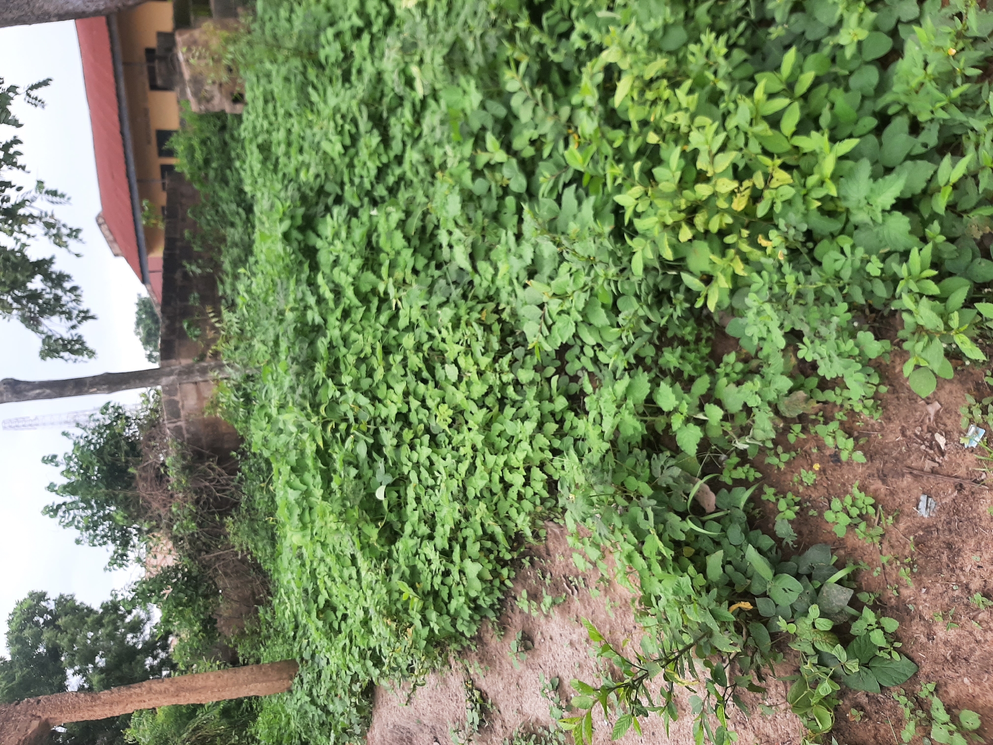 The image depicts an overgrown, unkempt area adjacent to a building with a red-tiled roof. Dense green vegetation, primarily consisting of low-lying plants with broad leaves, covers most of the ground. Some taller trees are visible in the background and to the left, one of which has a rough, light-brown trunk. A low, dark brick wall runs horizontally across the middle ground, separating the vegetation from the building. The building appears to be a single-story structure with a yellow facade and several dark-paned windows. A tall, thin tower, possibly a cell tower, is visible in the far background above the trees. The ground in the foreground is mostly soil, with some scattered debris, including what appears to be pieces of plastic. The overall impression is one of neglect and overgrowth. The location is identified as being in Ogbomosho, Nigeria.