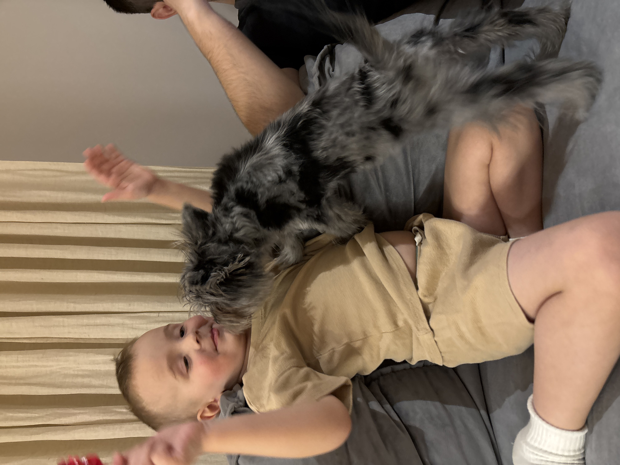 A young child is lying on their back on a gray bed or sofa. The child is wearing a tan colored short sleeved shirt and shorts, with a white sock visible on their right foot. A gray and black colored, fluffy dog is positioned on top of the child's chest and torso. A person is visible above the child and dog. The scene appears to be indoors. The location is unknown, and there is no evidence that it is in Chaikovsky, Russia.