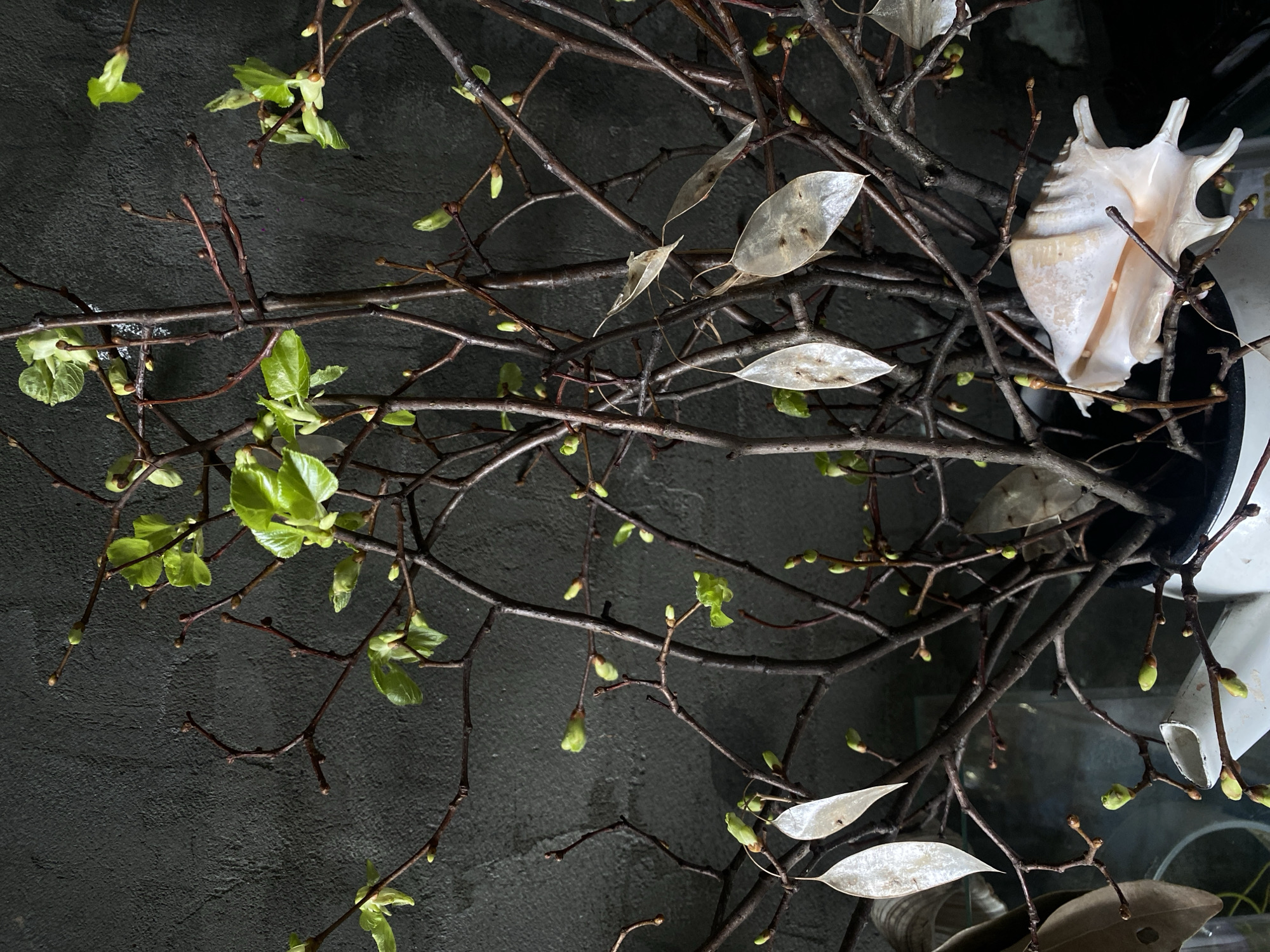 The image depicts an arrangement of bare branches with emerging green leaves and dried seed pods, possibly Lunaria annua, interspersed with a large, white conch shell. The arrangement is placed against a textured, dark gray or black background. The composition is slightly tilted, with the lower portion of a vase or container visible in the upper right. The specific location in Khimki, Russia, cannot be determined from the visual data provided. There are no people depicted in the image.