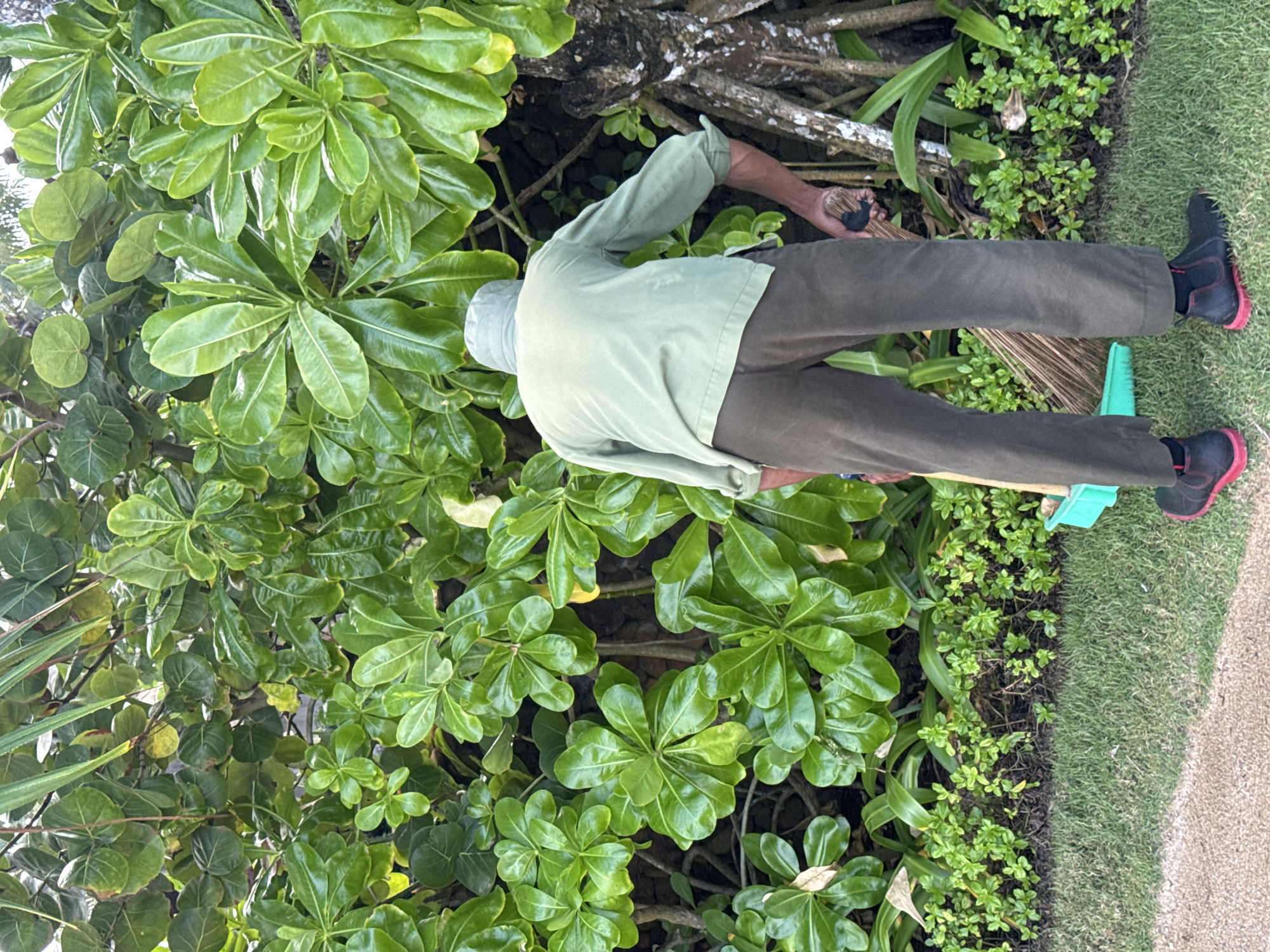 In Kuta Selatan, Indonesia, a person, viewed from behind, is tending to lush green foliage. They are wearing a light green long-sleeved shirt, dark green trousers, a light green hat, and black boots with red accents. The individual is holding a broom and a green dustpan, indicating they are in the process of sweeping or cleaning. The background is dominated by dense, vibrant green leaves of various sizes and shapes, suggesting a garden or natural outdoor setting. A rough-textured tree trunk is visible to the right, partially obscured by the leaves. The ground consists of green grass and a sandy or gravel path in the foreground.