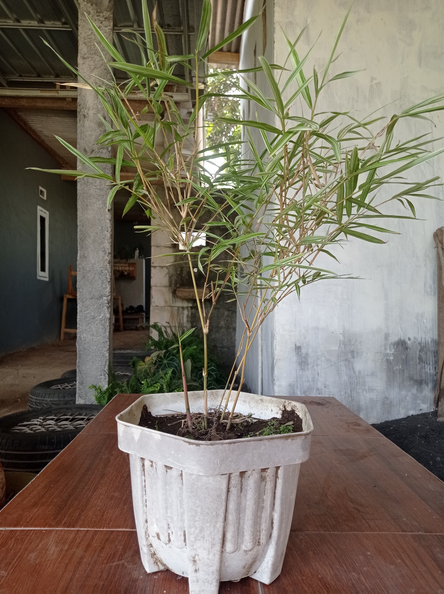 In Pandanmulyo, Indonesia, a potted bamboo plant with green and white striped leaves stands on a wooden table. The plant is in a white plastic pot with a textured surface, filled with dark soil. Behind the plant, a weathered concrete column is visible, and further back, a gray wall with a rough texture and some dark stains. To the left of the column, a dark gray wall with a narrow white window is present. The background also shows a corrugated metal roof supported by wooden beams. In the distance, greenery and some furniture can be seen. The scene appears to be outdoors, possibly on a patio or porch, with a rough ground surface in the far background.