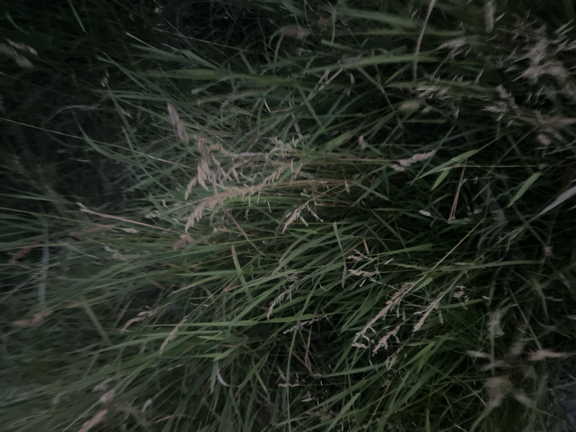 This media file is a close-up, top-down shot of tall, dense green grass, with some dry, lighter-colored stalks interspersed. The scene is dark and appears to be taken outdoors. The grass is the primary subject, filling the entire frame. There are no people, objects, or discernible structures visible.
The lighting suggests it is either twilight or night. The overall mood is muted and natural, with no strong emotional cues. Given the location context of Bârnova, Romania, the setting is likely a rural or natural area. The image does not contain any visible text.