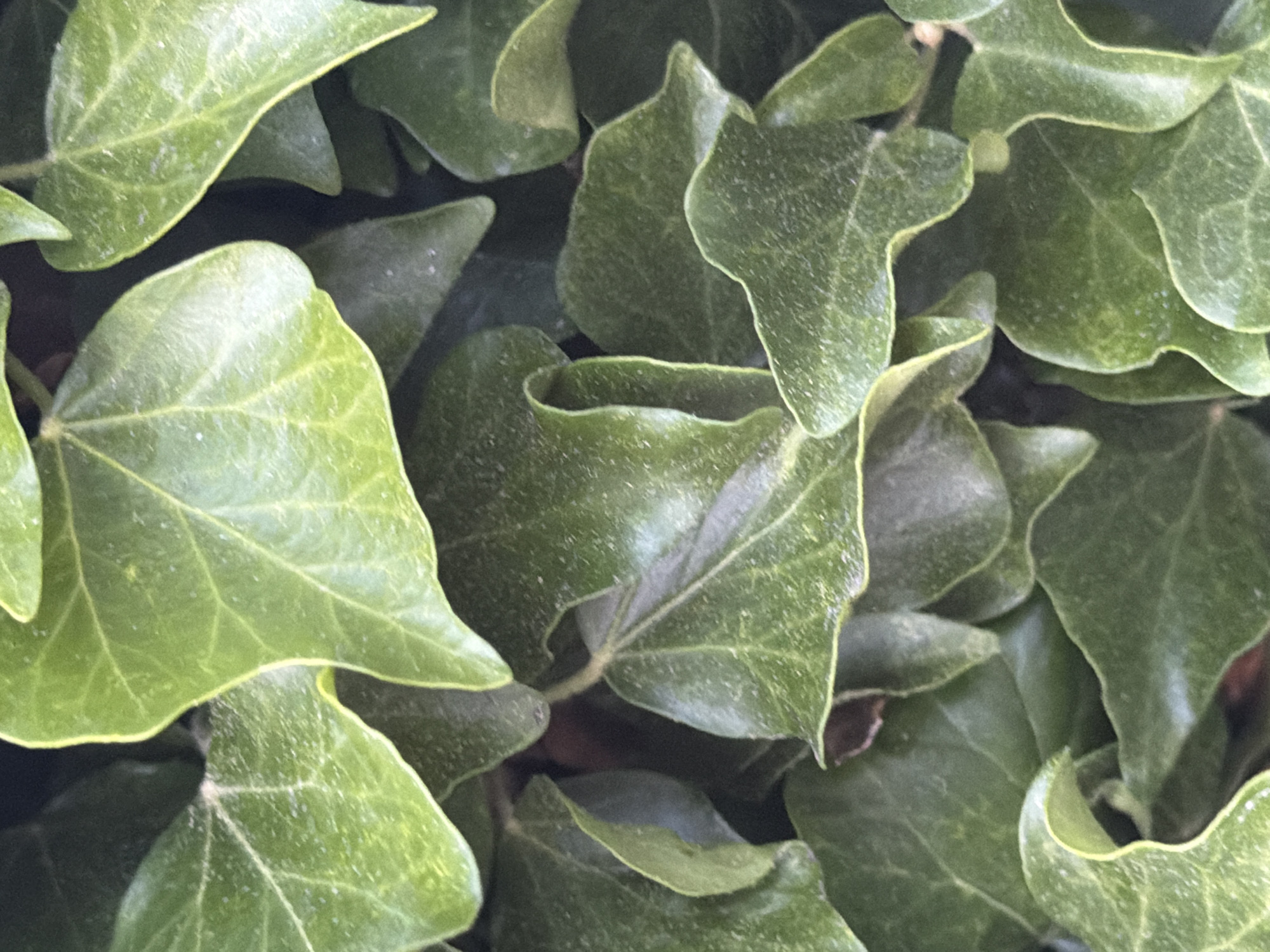 The image presents a detailed, close-up view of numerous green, multi-lobed leaves, consistent with common ivy (Hedera helix), situated in Maidstone, United Kingdom. The foliage, ranging in color from light to dark green, is densely packed and overlaps across the entire frame. Fine particulate matter, likely dust, is visible on the surface of many leaves, subtly highlighting their vein structures and textures. No other subjects, actions, or specific environmental features beyond the plant material are discernable within the scene. The composition is static, devoid of human or animal presence.