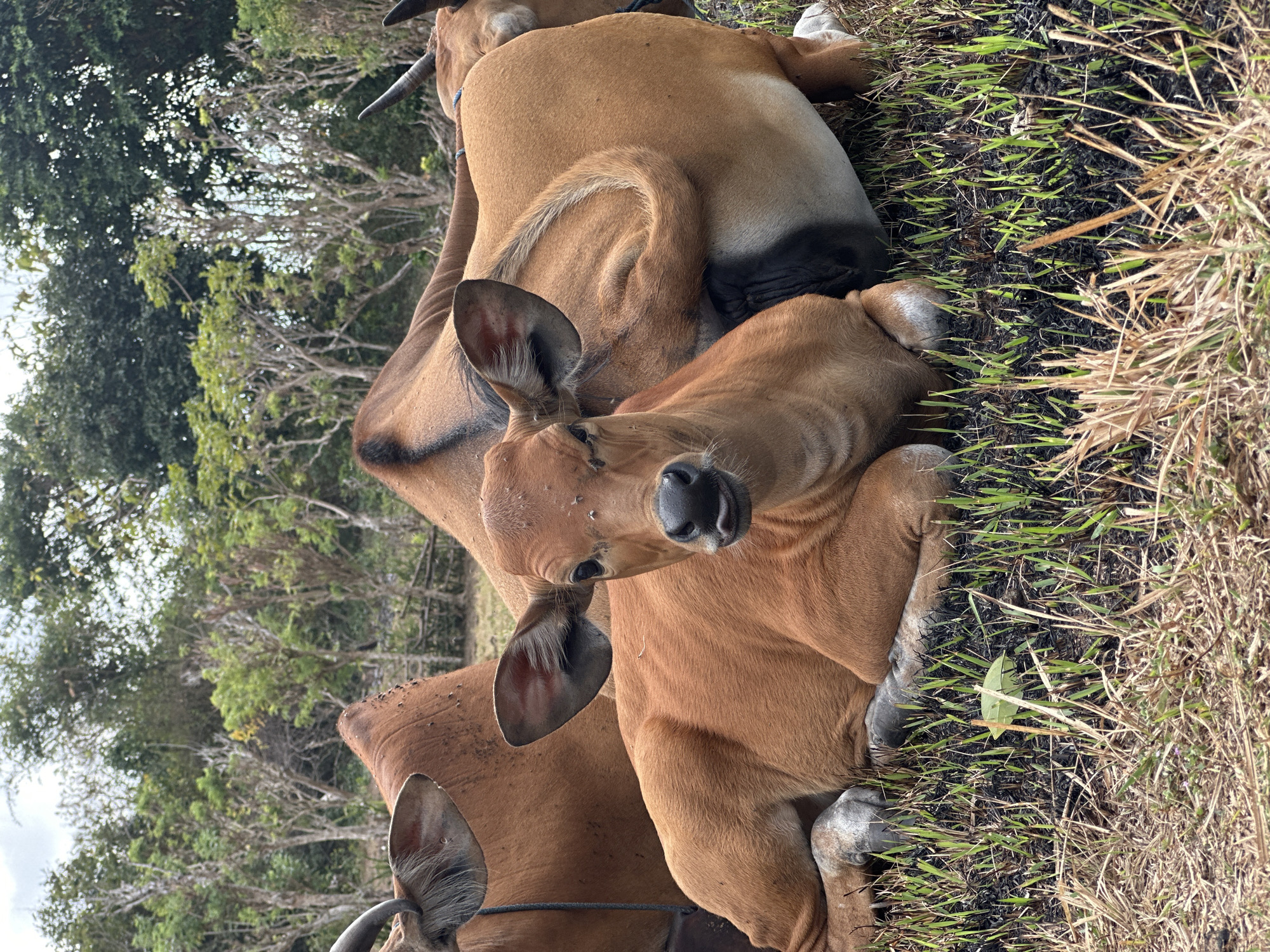 In Kuta Selatan, Indonesia, a herd of brown cows rests in a field. A young calf is in the foreground, lying down and looking directly at the camera with its tongue sticking out. Several adult cows are behind it, also resting. The field is covered in dry grass with new green shoots emerging. In the background, trees and bushes form a dense forest. The sky is overcast.