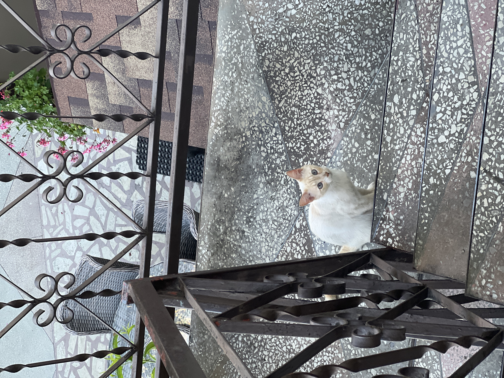 A domestic cat with white and cream fur and blue eyes sits on a concrete outdoor staircase. The cat is looking towards the camera. The staircase has a terrazzo-like finish with speckled grey and white patterns. Behind the cat, a wrought iron railing with decorative scrollwork is visible, and beyond that, outdoor furniture on a tiled patio. Pink flowers in a planter are also visible in the background, along with a section of a brown shingled roof. The scene appears to be in an outdoor residential or public space. This location is in the city of Sochi, Russia.