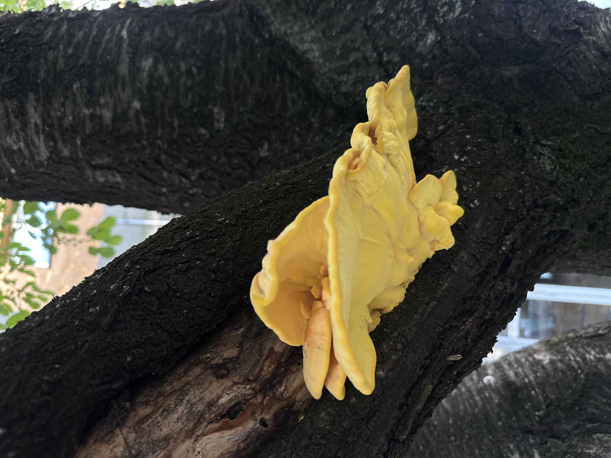 A bright yellow fungus grows on a dark tree branch in an outdoor setting. The bark of the branch is rough and textured. The background is slightly blurred, showing glimpses of leaves and a building. The location is identified as the city of Lovech, Bulgaria. There are no people visible in the image.