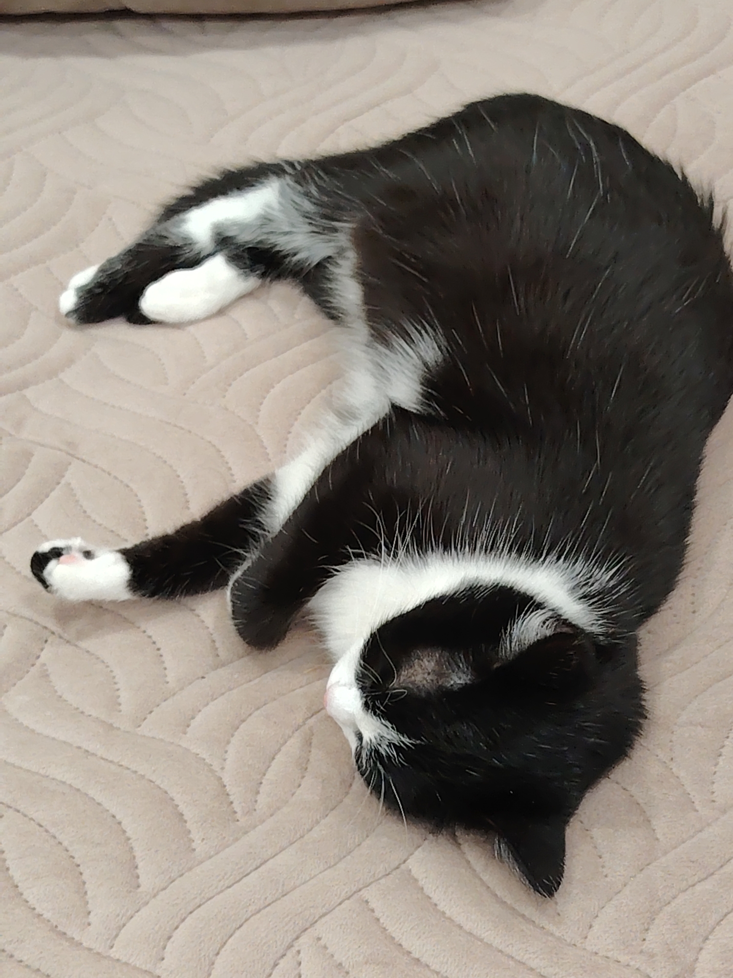 A black and white cat is lying on its side on a beige quilted blanket. The cat's eyes are closed, and its head is turned to the side. Its paws are tucked underneath its body. The blanket has a pattern of wavy lines.