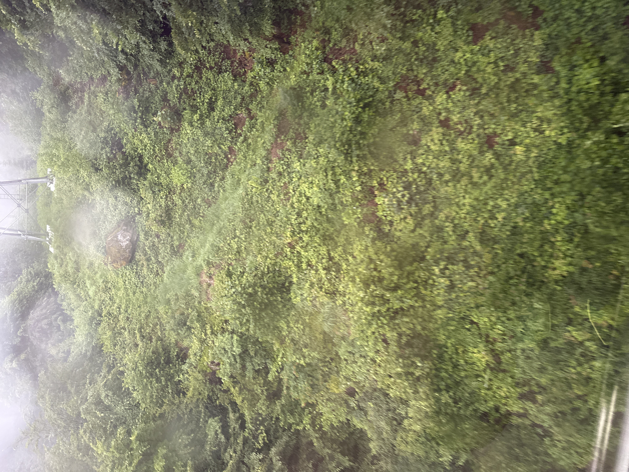 The image shows a dense, overgrown hillside covered in vibrant green foliage. The hillside appears to be steep and rugged, with patches of dark soil visible beneath the vegetation. A large, moss-covered boulder rests on the slope. In the upper right portion of the image, a portion of a metal tower structure is visible, suggesting it may be part of a ski lift or transmission tower. The atmosphere is hazy or foggy, obscuring distant details and giving the scene a muted, ethereal quality. The overall impression is one of a wild, natural landscape, possibly in a mountainous region. The image is not set in the city of Hüsen, Switzerland, as no identifying landmarks or context are present to suggest this location.