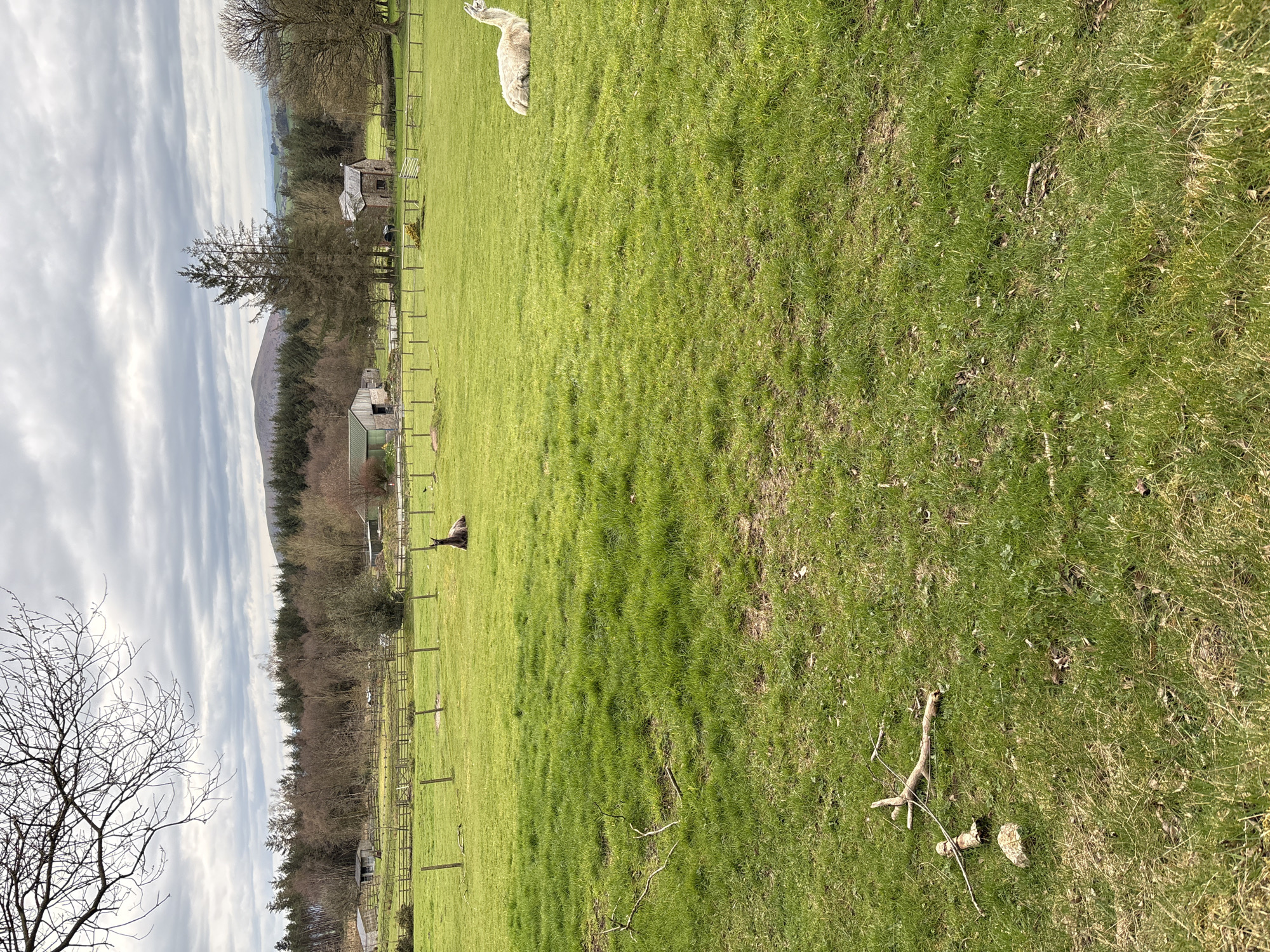 The image depicts a green field in Shrewsbury, United Kingdom, bordered by a wooden fence and trees. A white llama is situated in the upper portion of the field. A dark-colored animal, possibly a bird, stands in the midground near the fence line. Branches and debris are scattered across the field in the foreground. The background features trees, possibly buildings, and a distant hill under a cloudy sky.